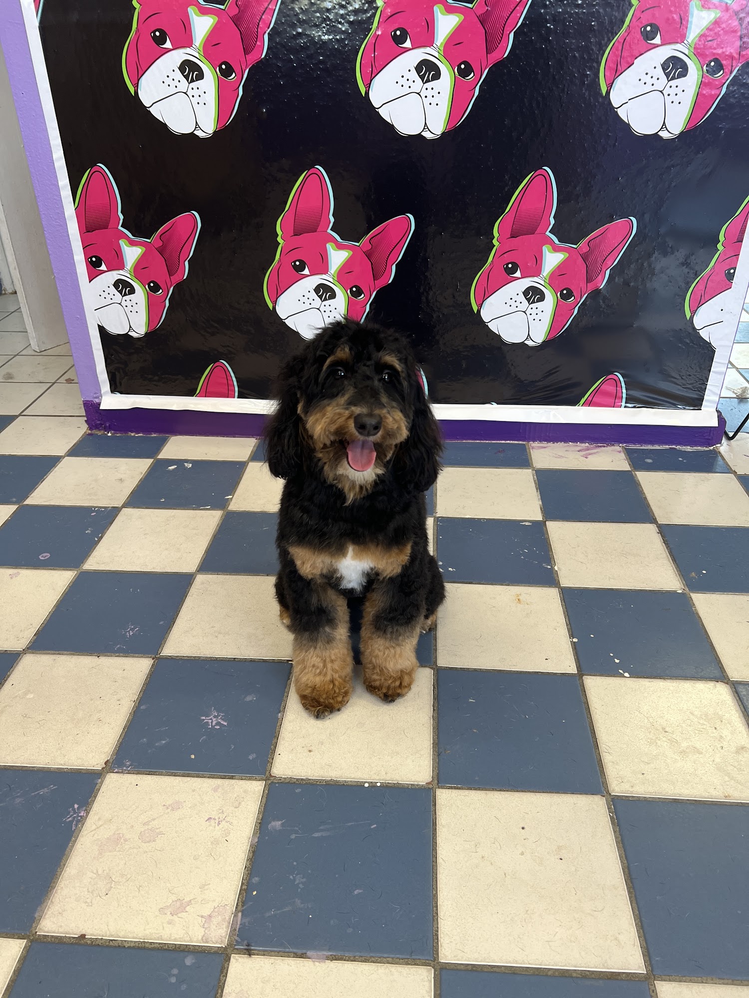 Dog On It! Dog Spaw and Boutique, LLC. San Mateo