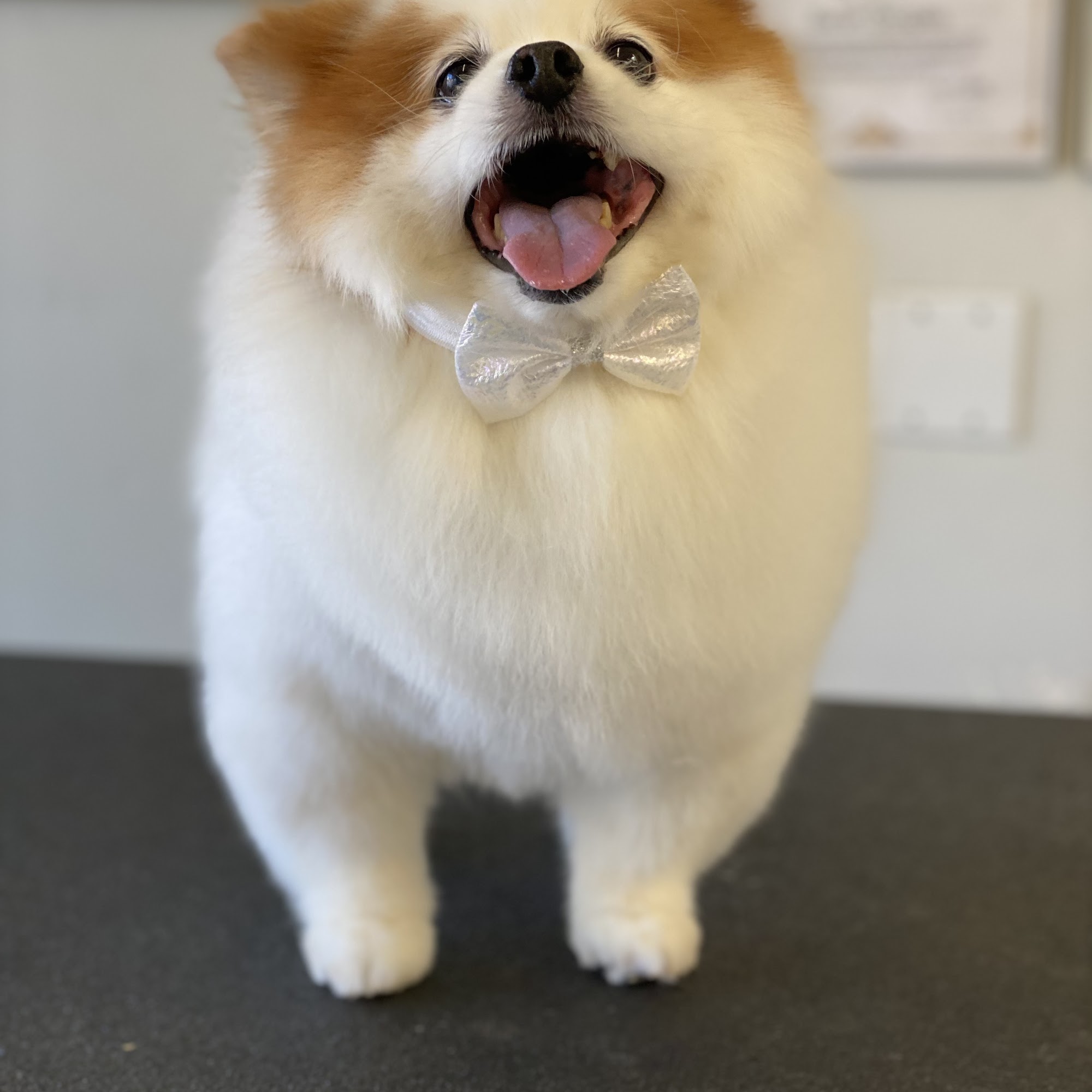 Scrub-A-Pup San Mateo