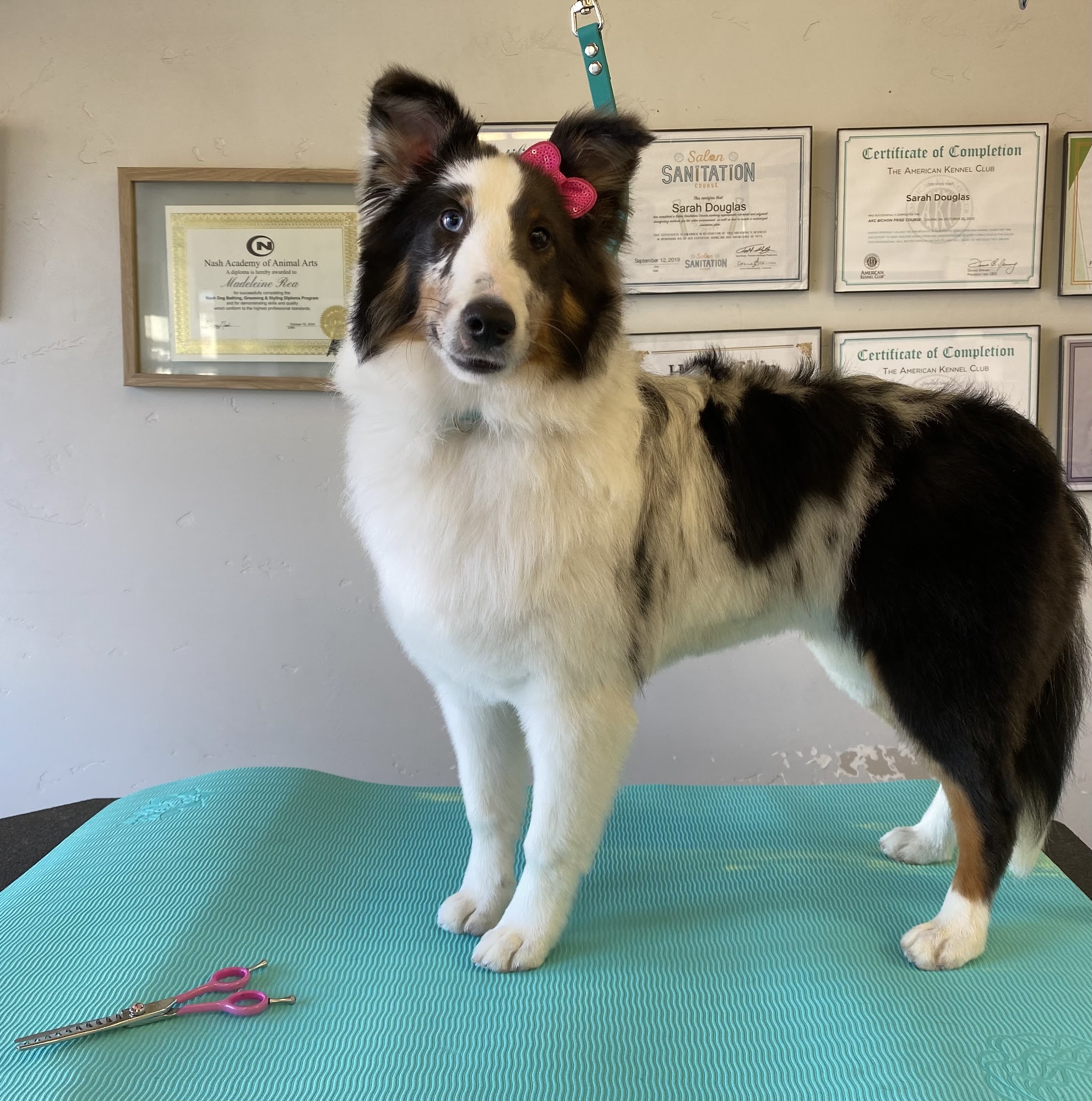 Scrub-A-Pup San Mateo