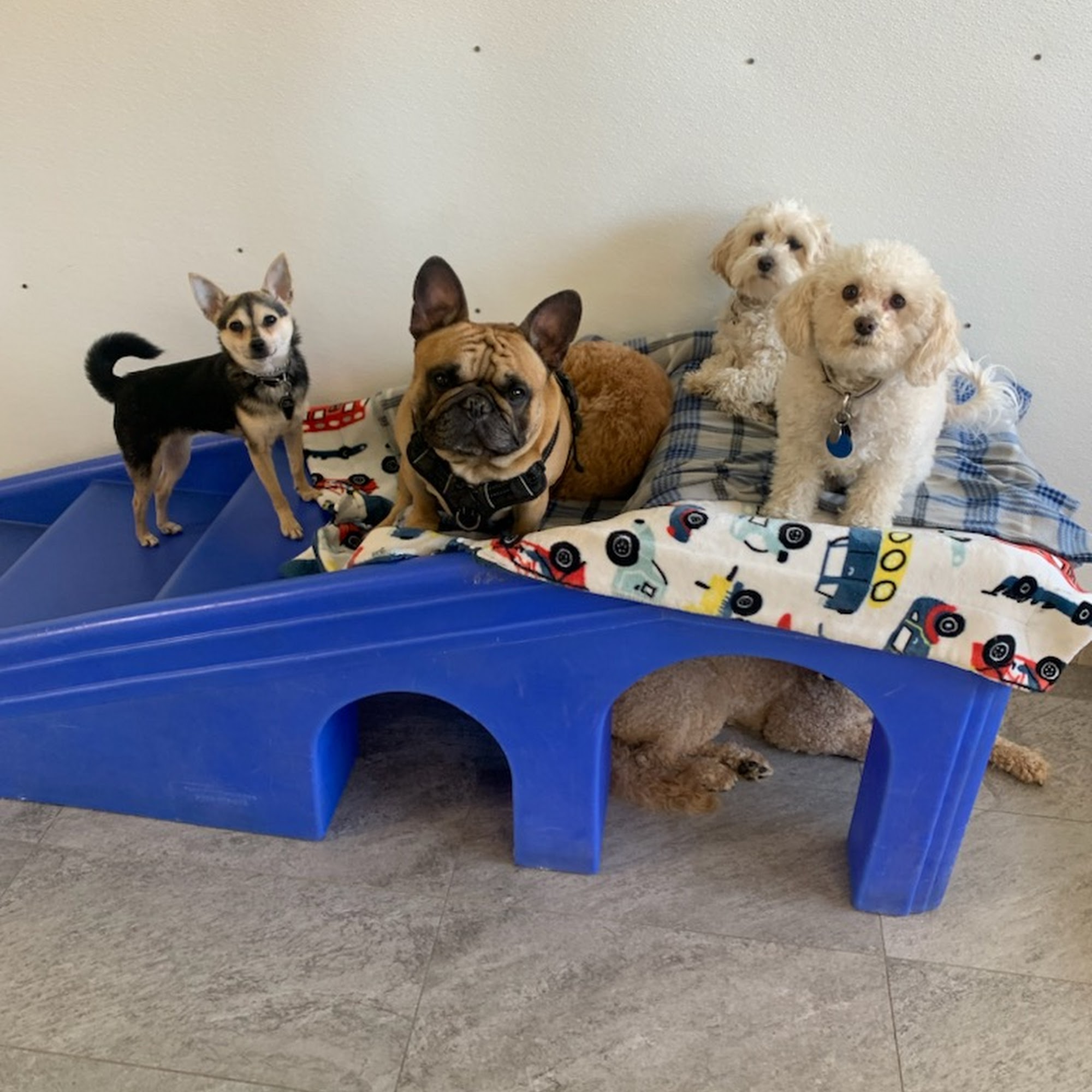 Fluffy Doggy Hotel San Mateo