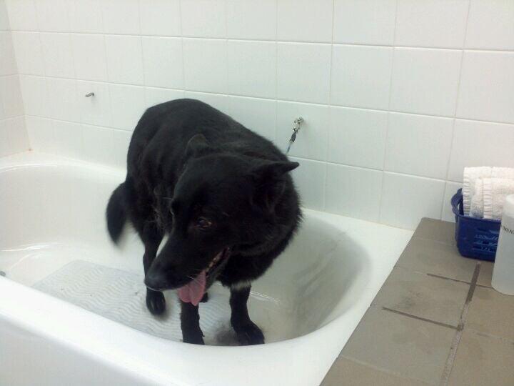 Grooming by Jessica San Mateo