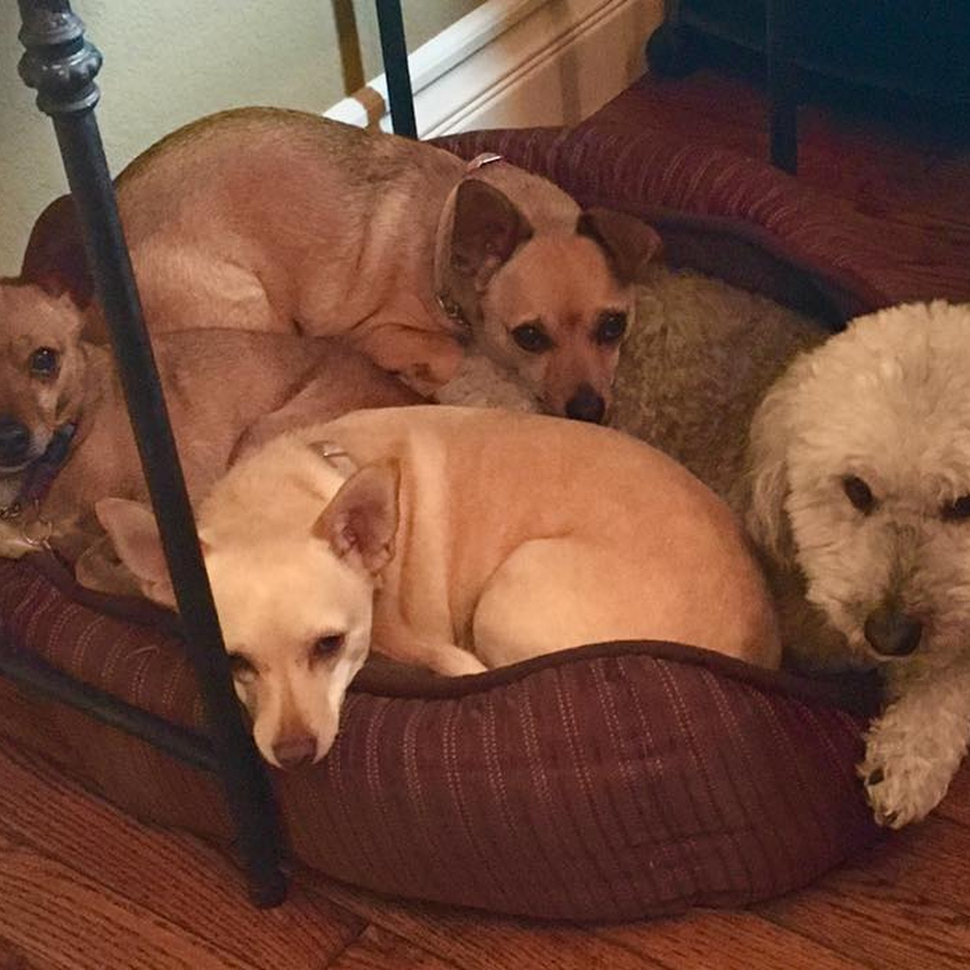 Bay Area Pet Pals San Mateo