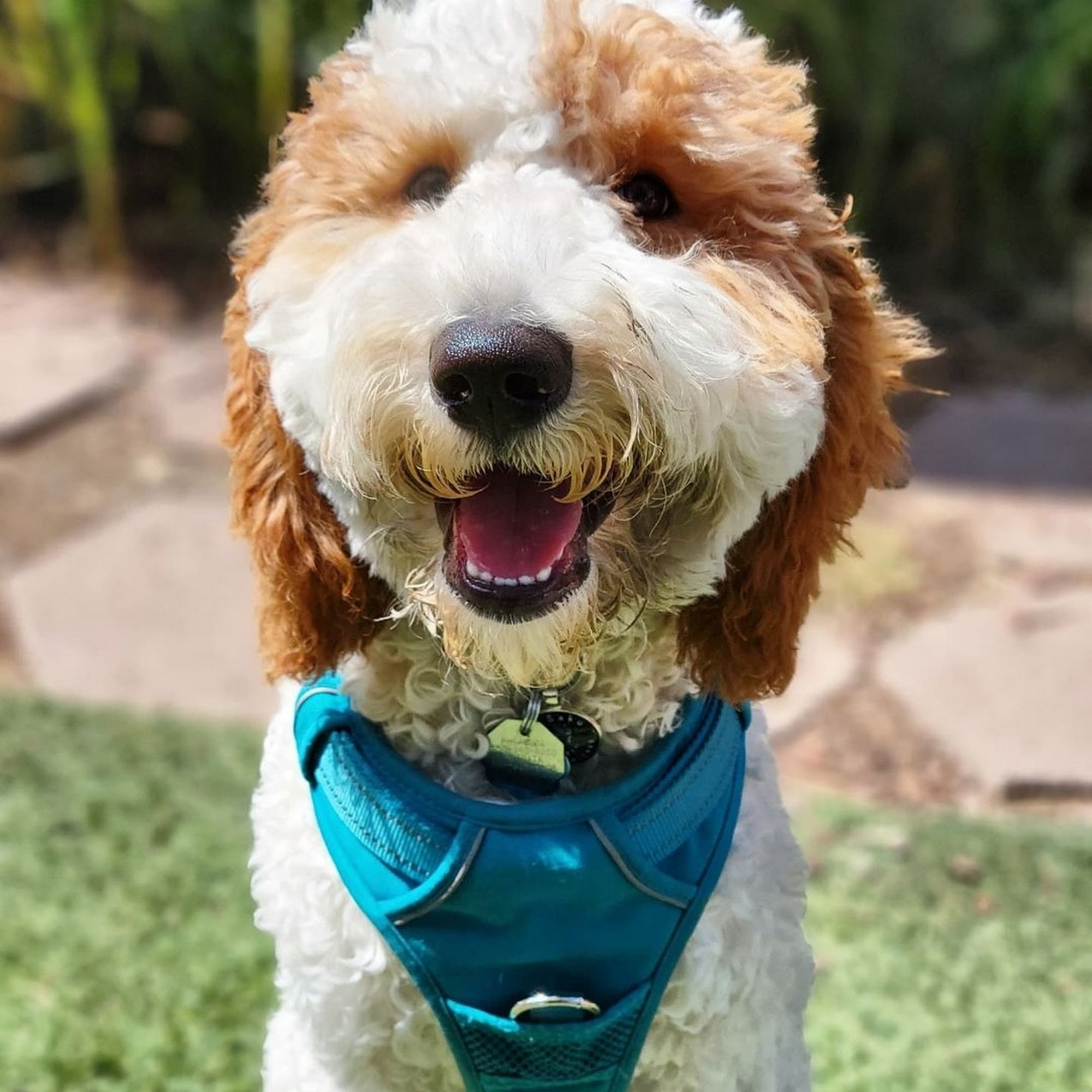 K9 Master Dog Training San Mateo