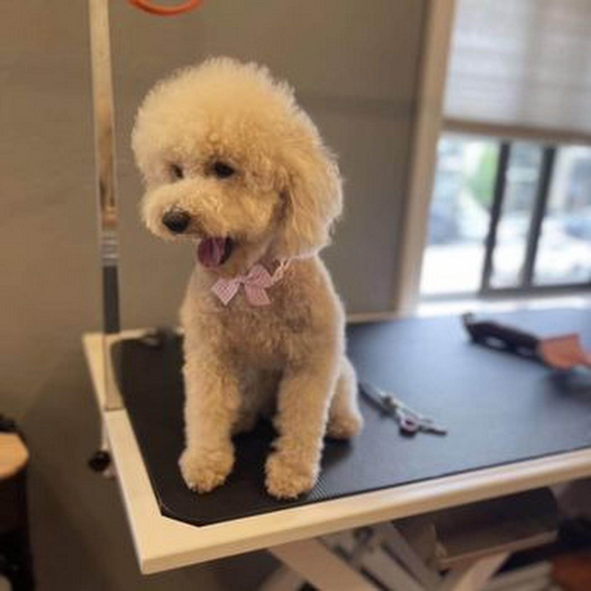 LNiMo Pet Grooming San Mateo