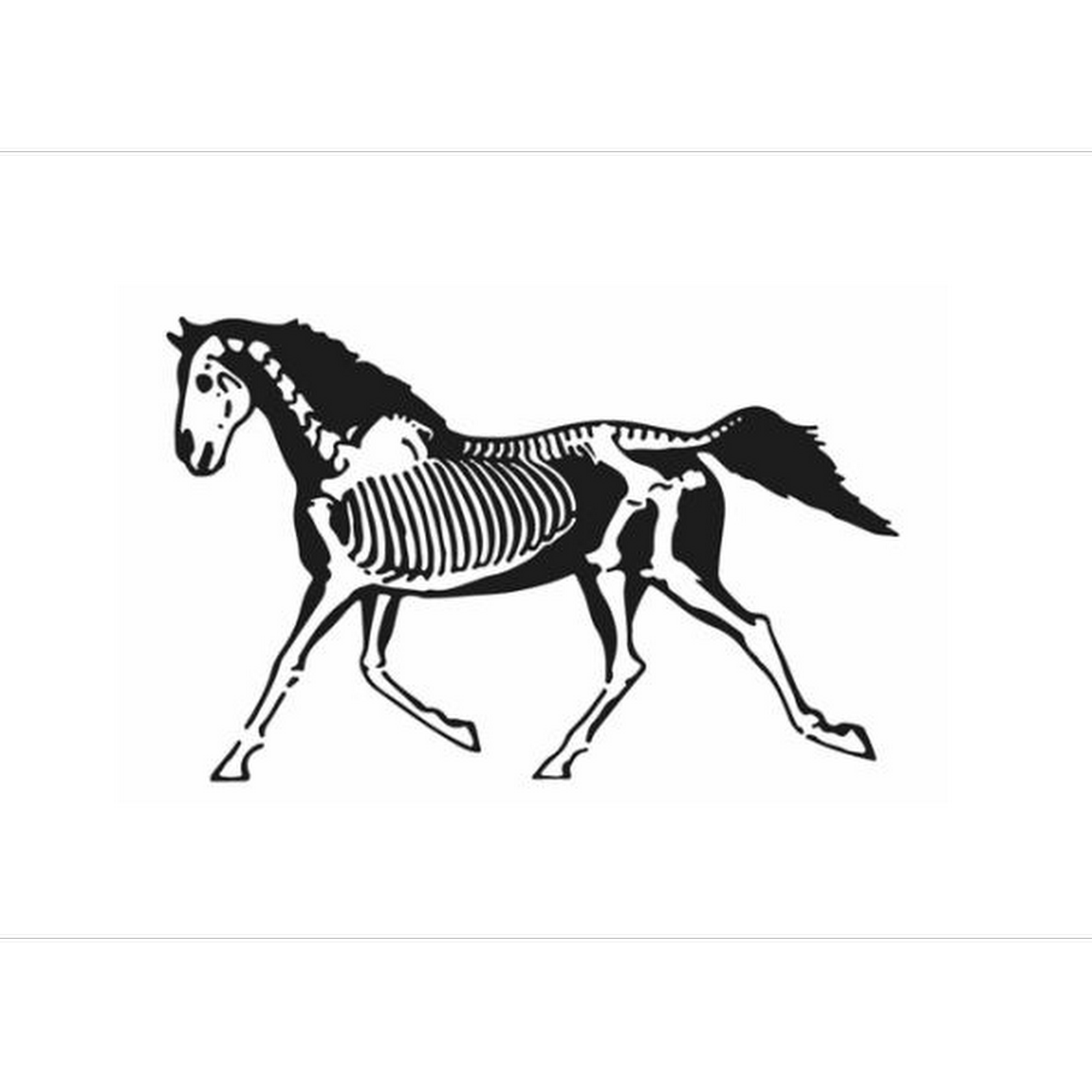 Estrella Equine Hospital San Miguel