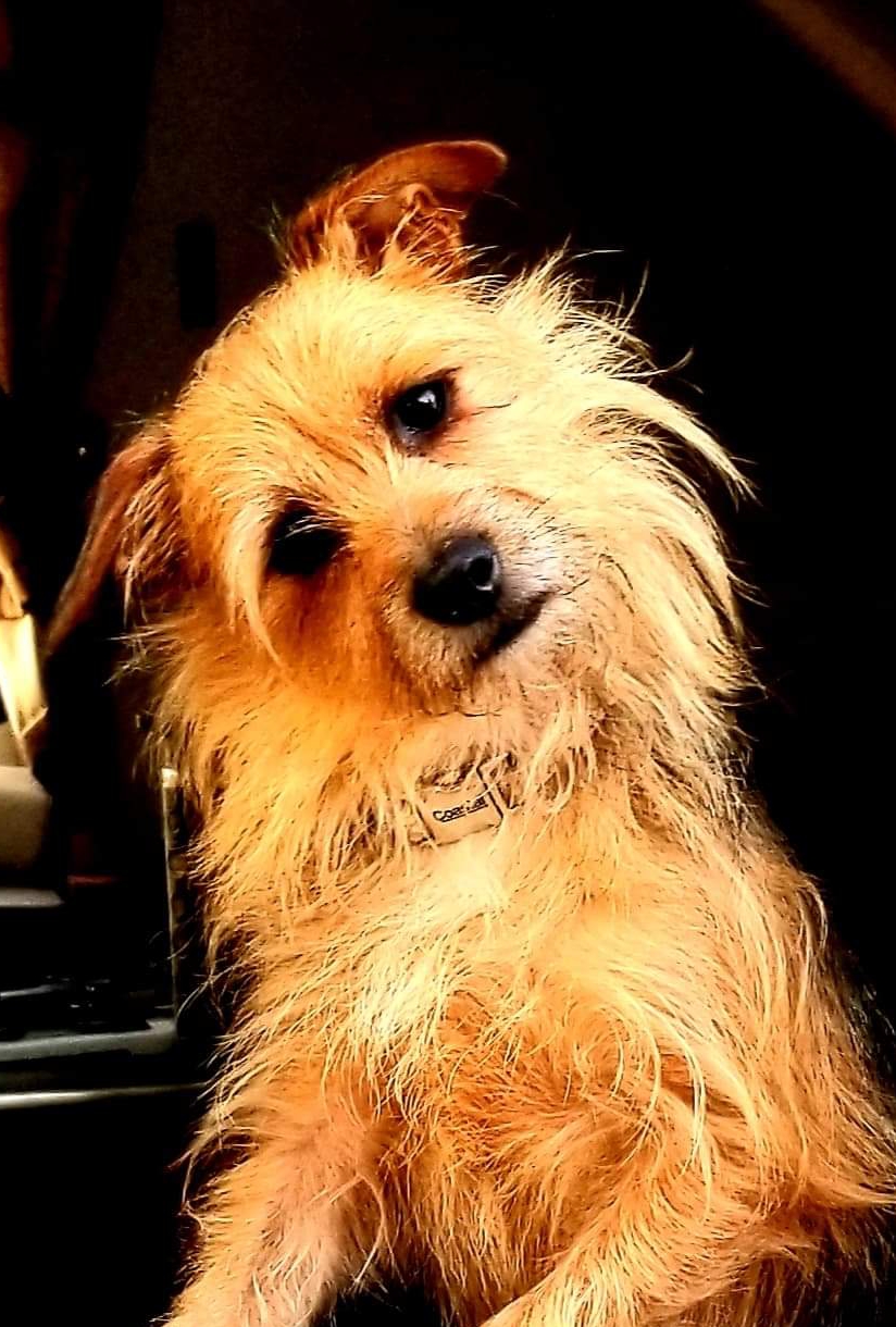 VCA Animal Care Clinic San Pablo