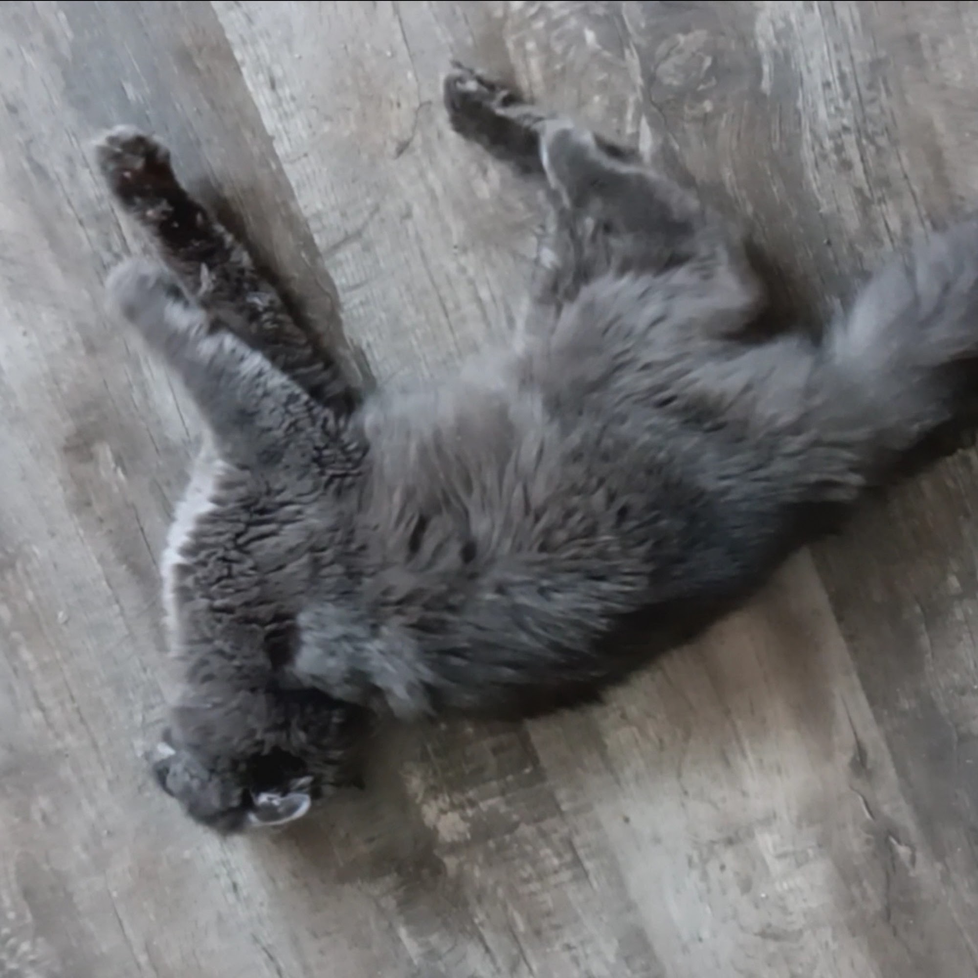 Evergreen Pet Clinic San Pablo