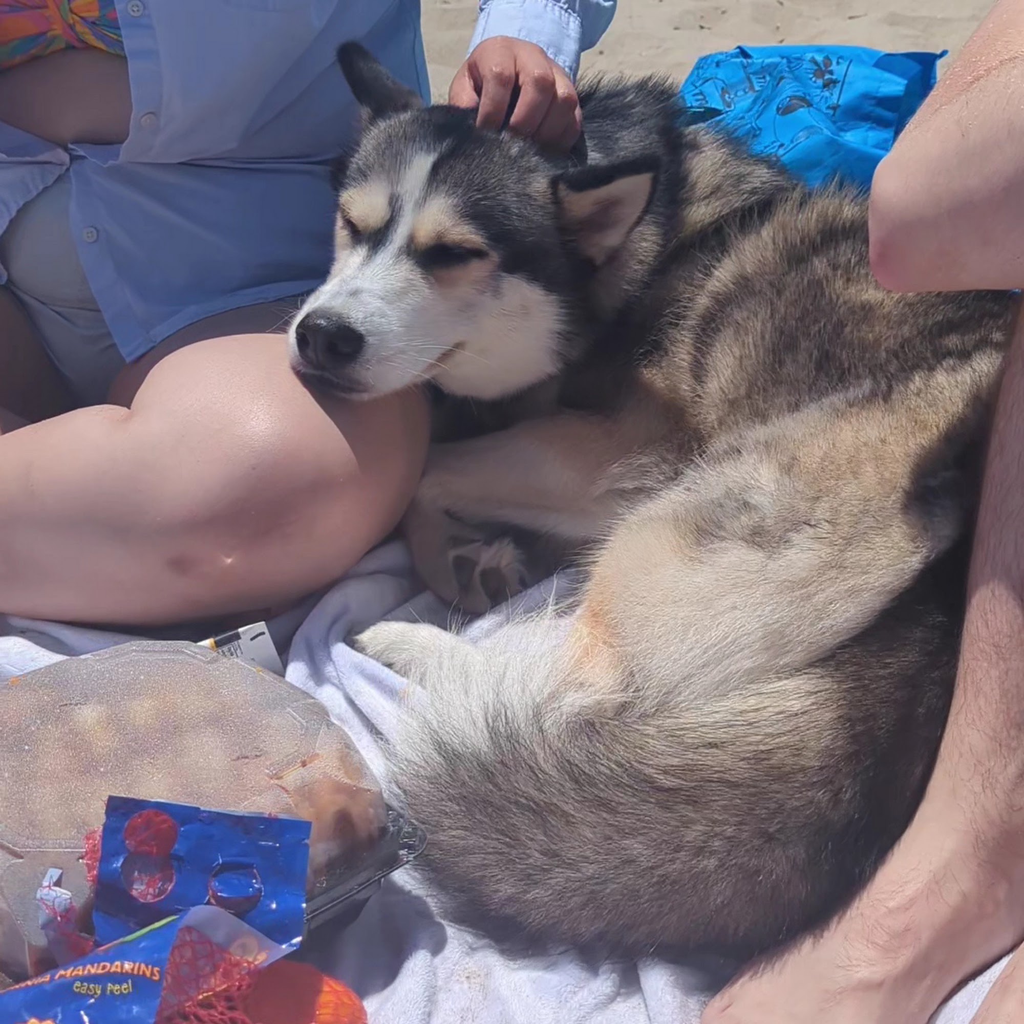 Harbor Animal Care Center San Pedro