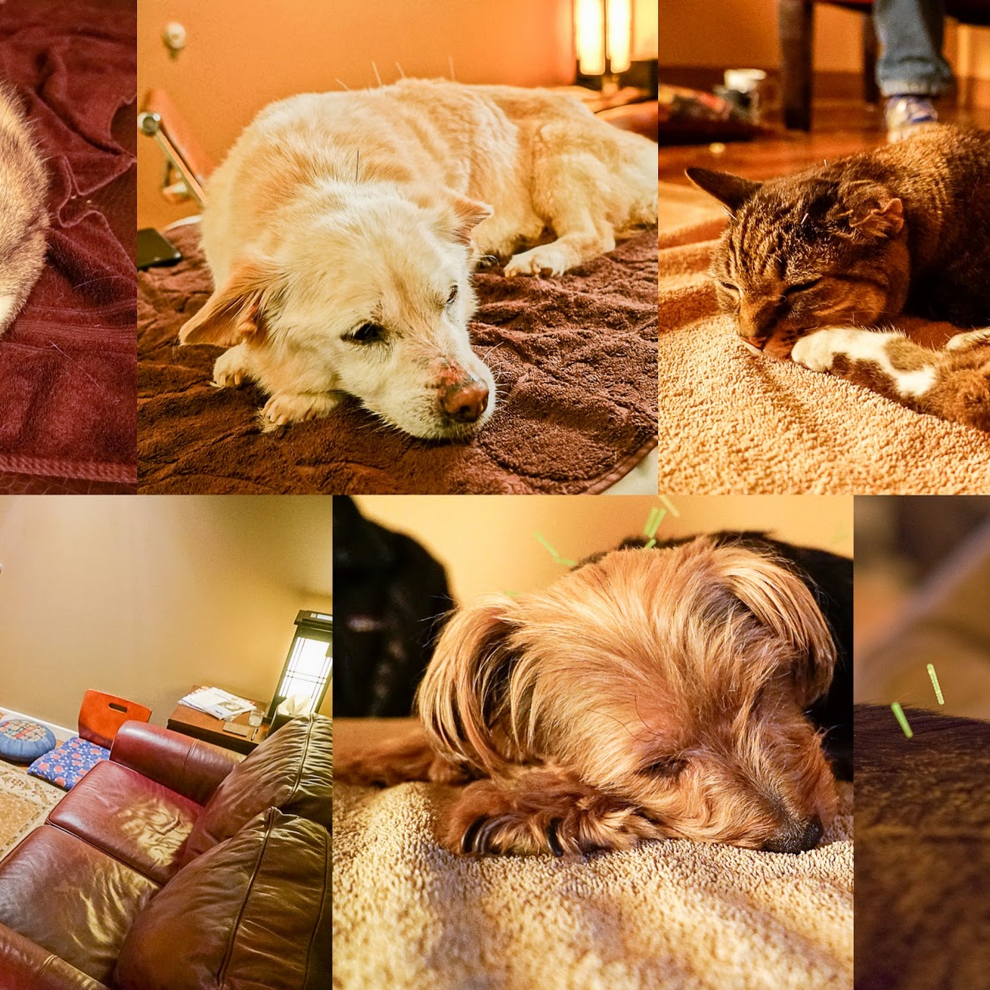 Holistic Animal Clinic San Rafael