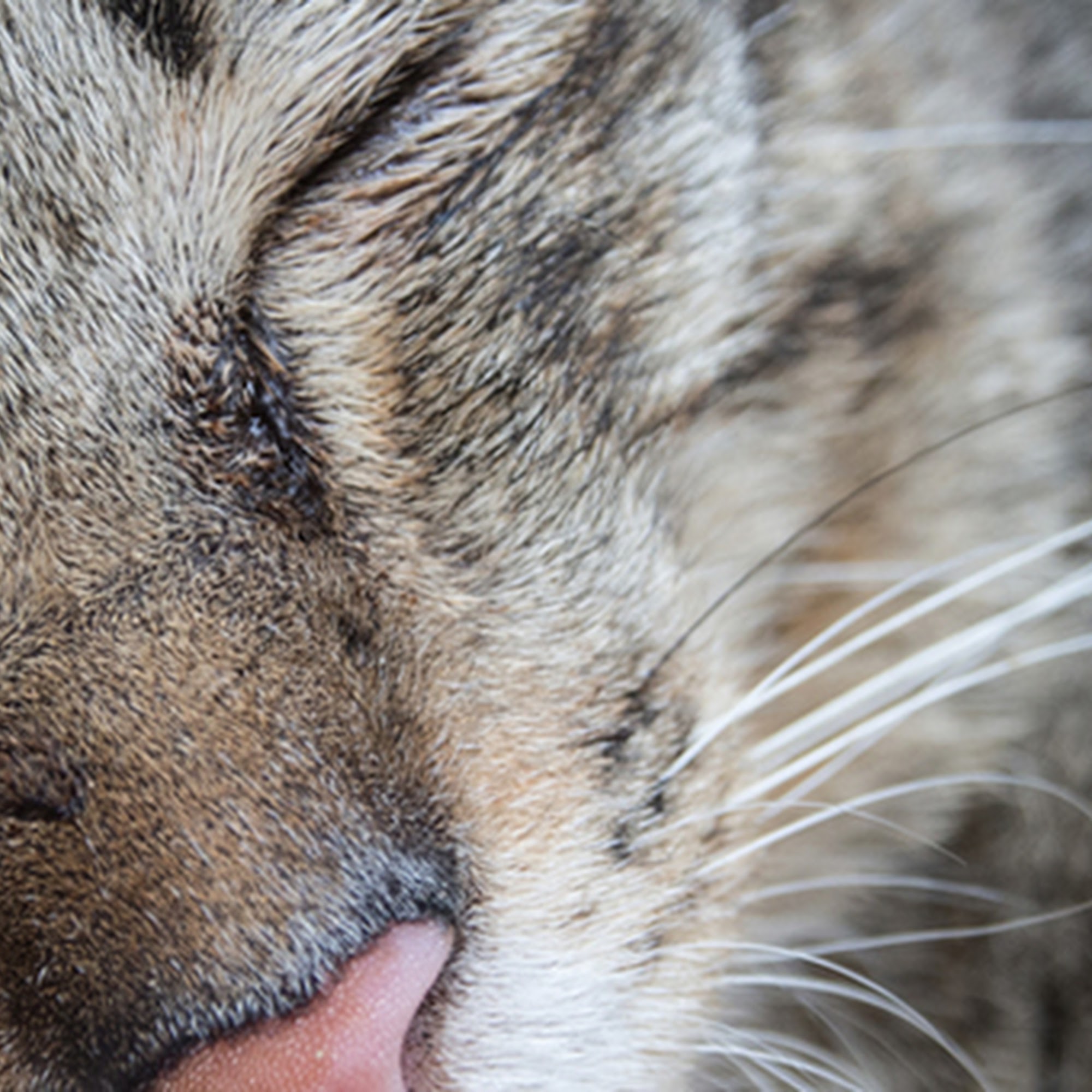 West End Animal Center San Rafael