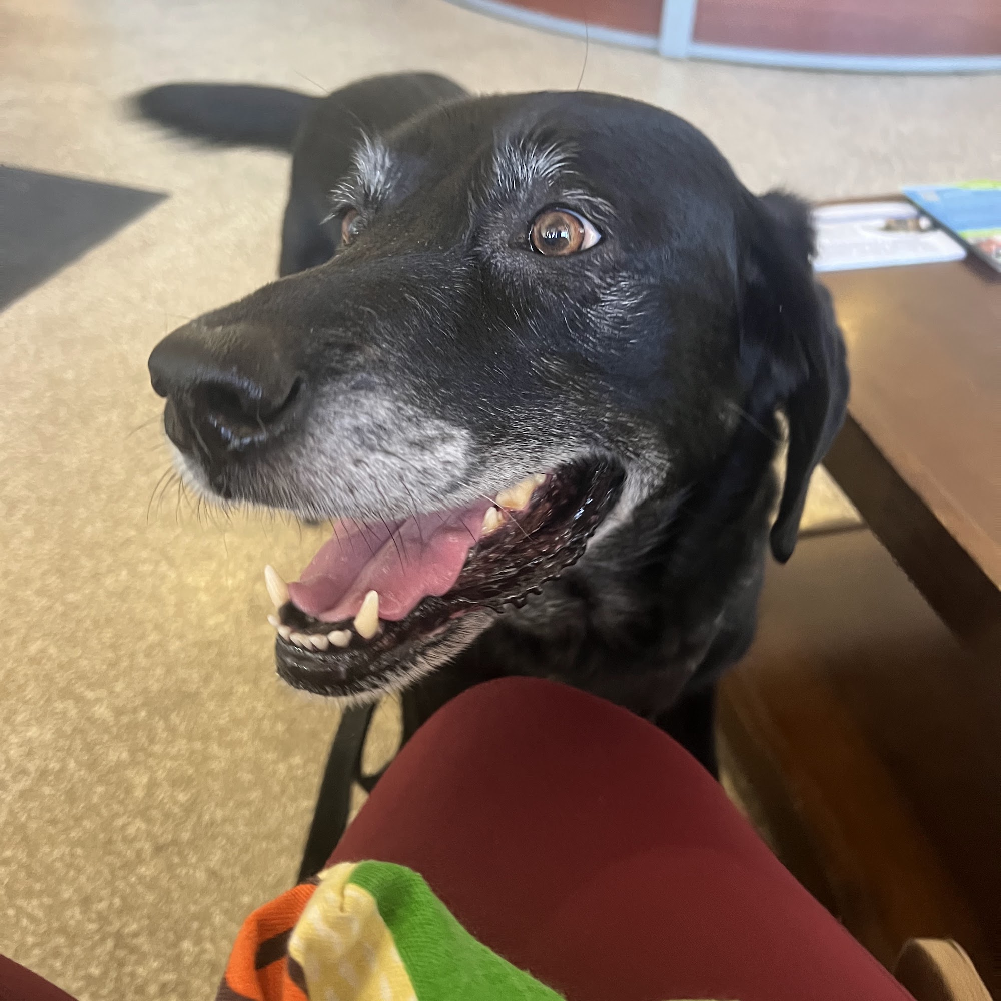 East San Rafael Veterinary: Okada Yuki DVM San Rafael