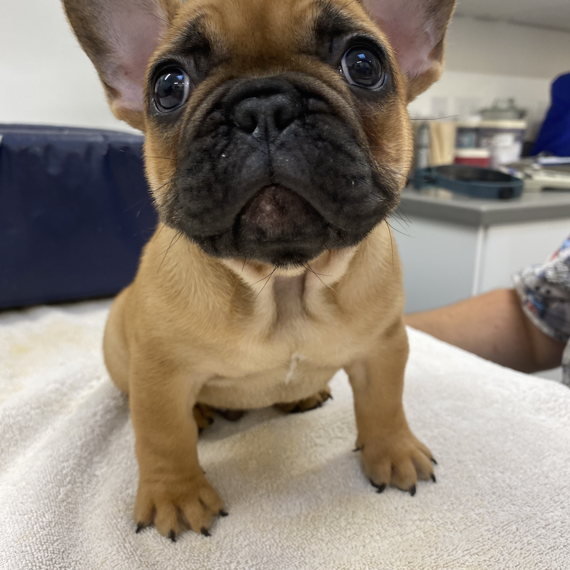 San Anselmo Animal Hospital San Rafael