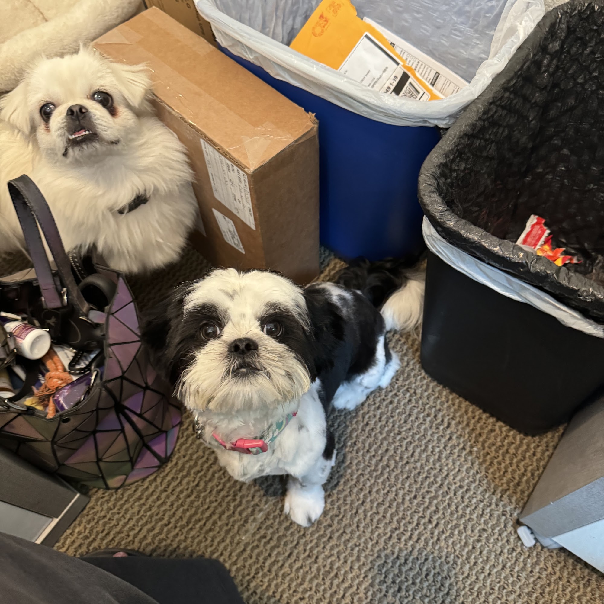 ZIGGY’S RIOJA PET GROOMING San Rafael