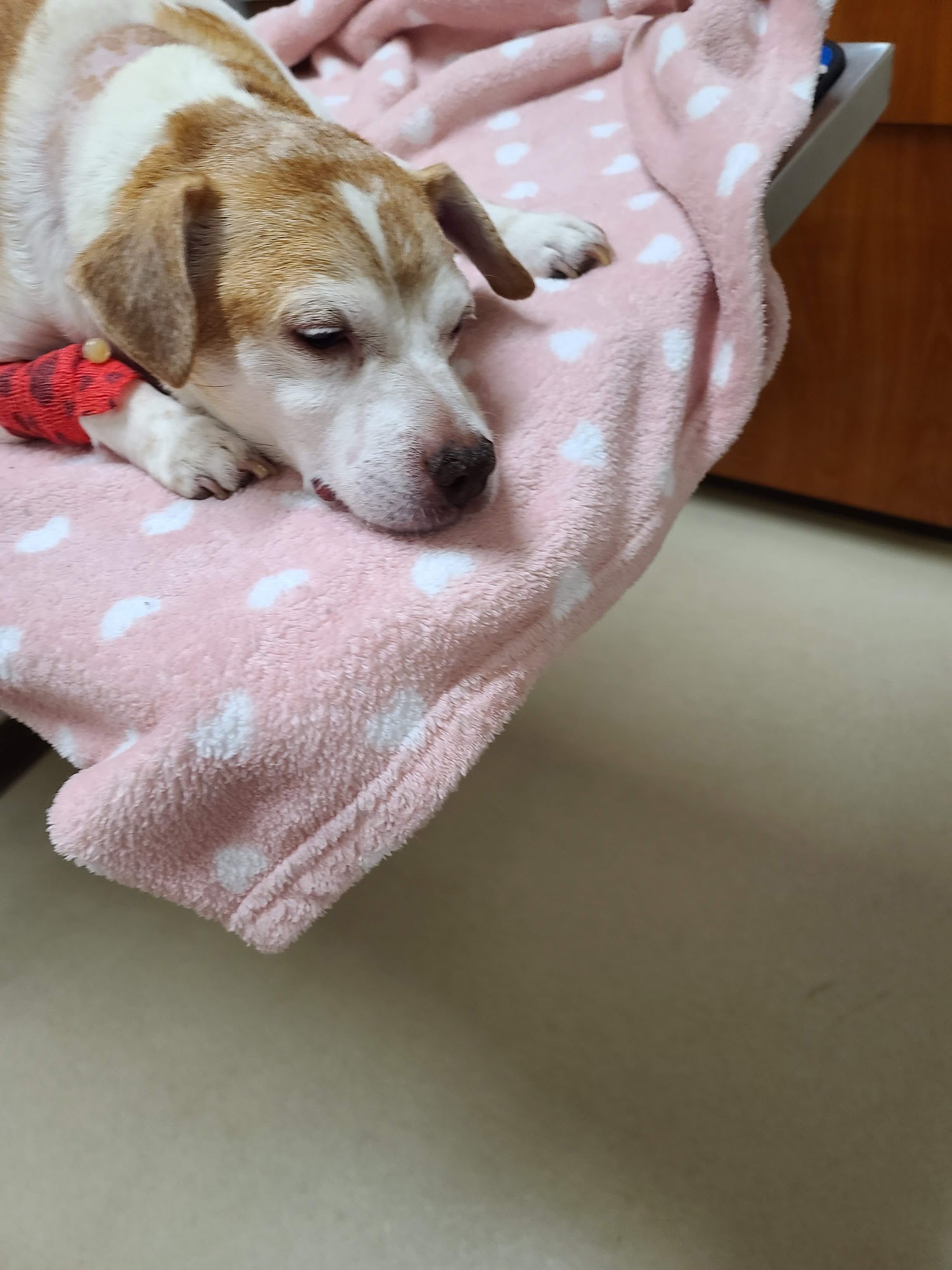 Gateway Pet Hospital San Ramon