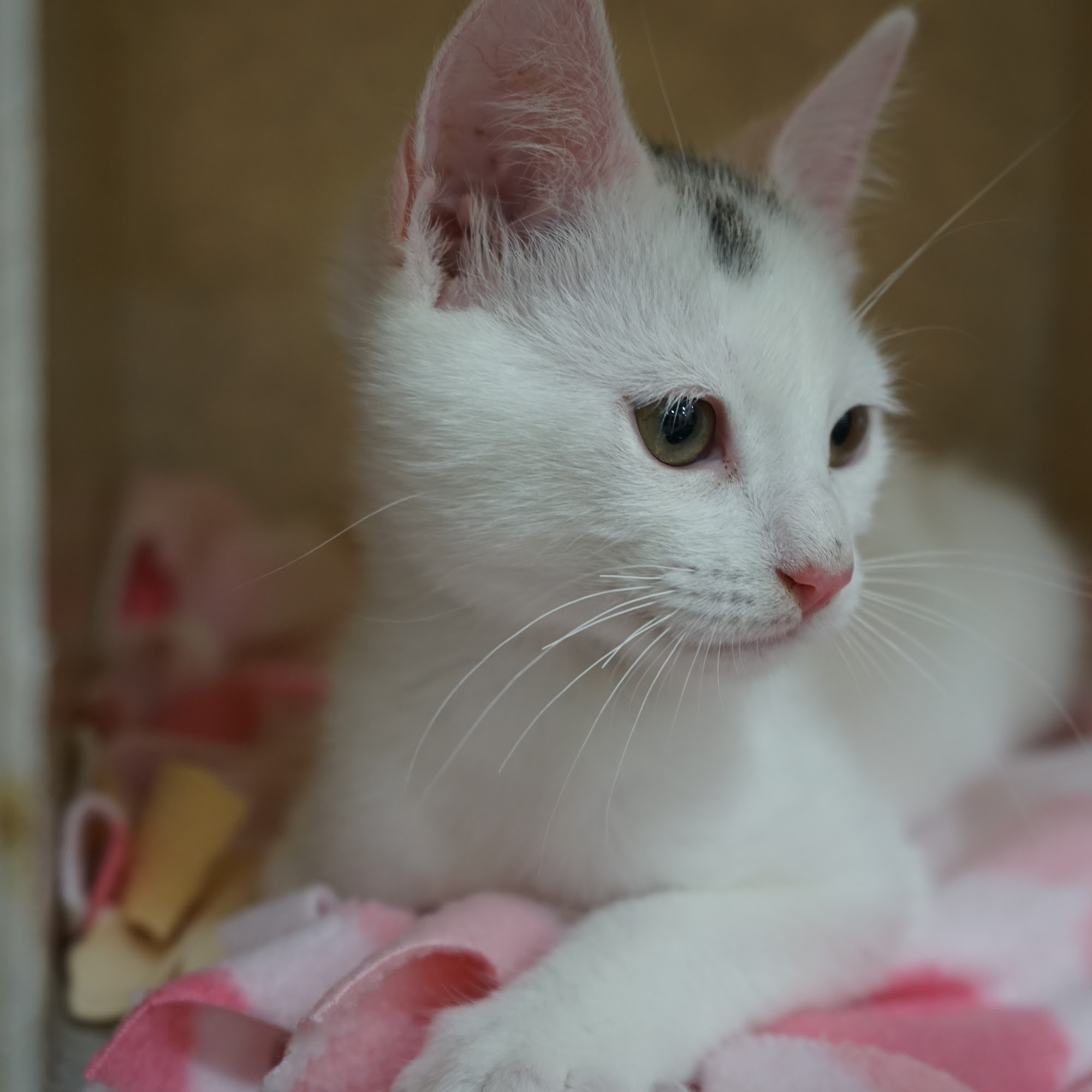 Gateway Pet Hospital San Ramon