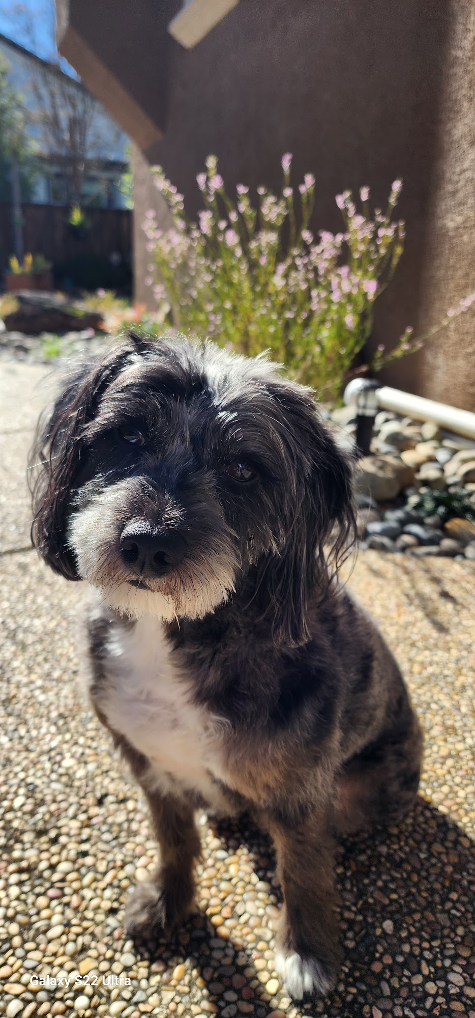 ShamPooches San Ramon