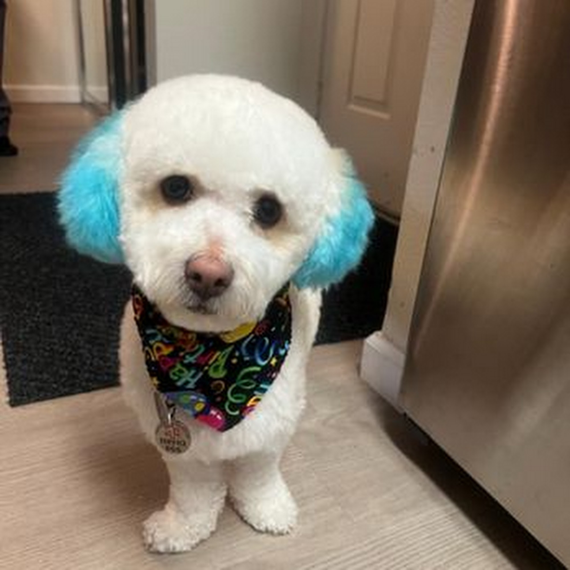 ShamPooches San Ramon