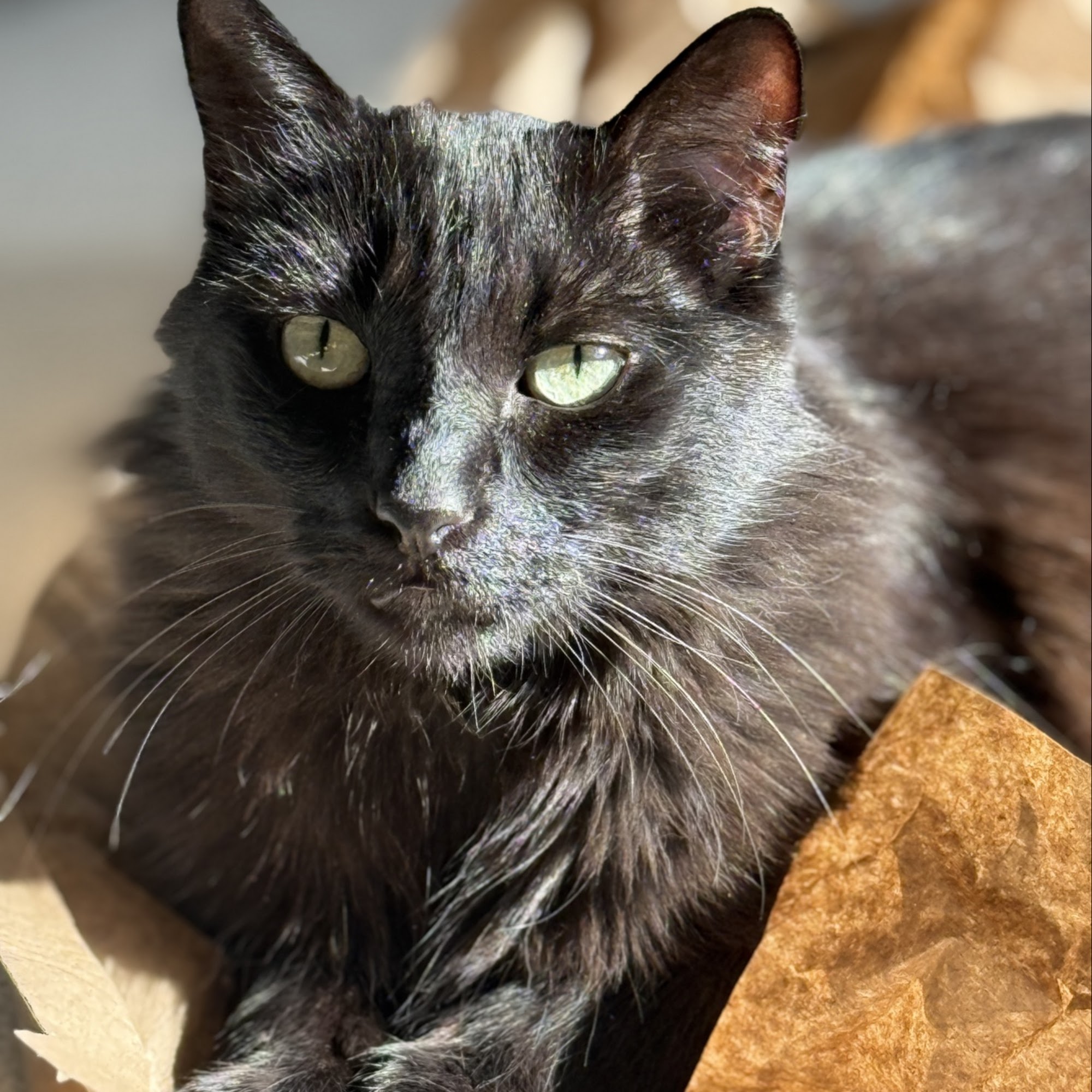 Fur Pal Grooming Spa San Ramon