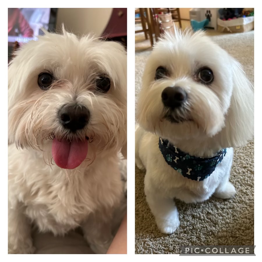 The Posh Pet Grooming Salon San Ramon