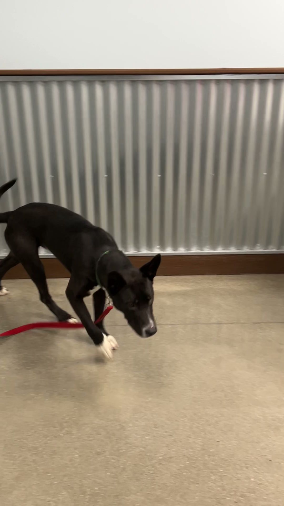 Camp Bow Wow San Ramon