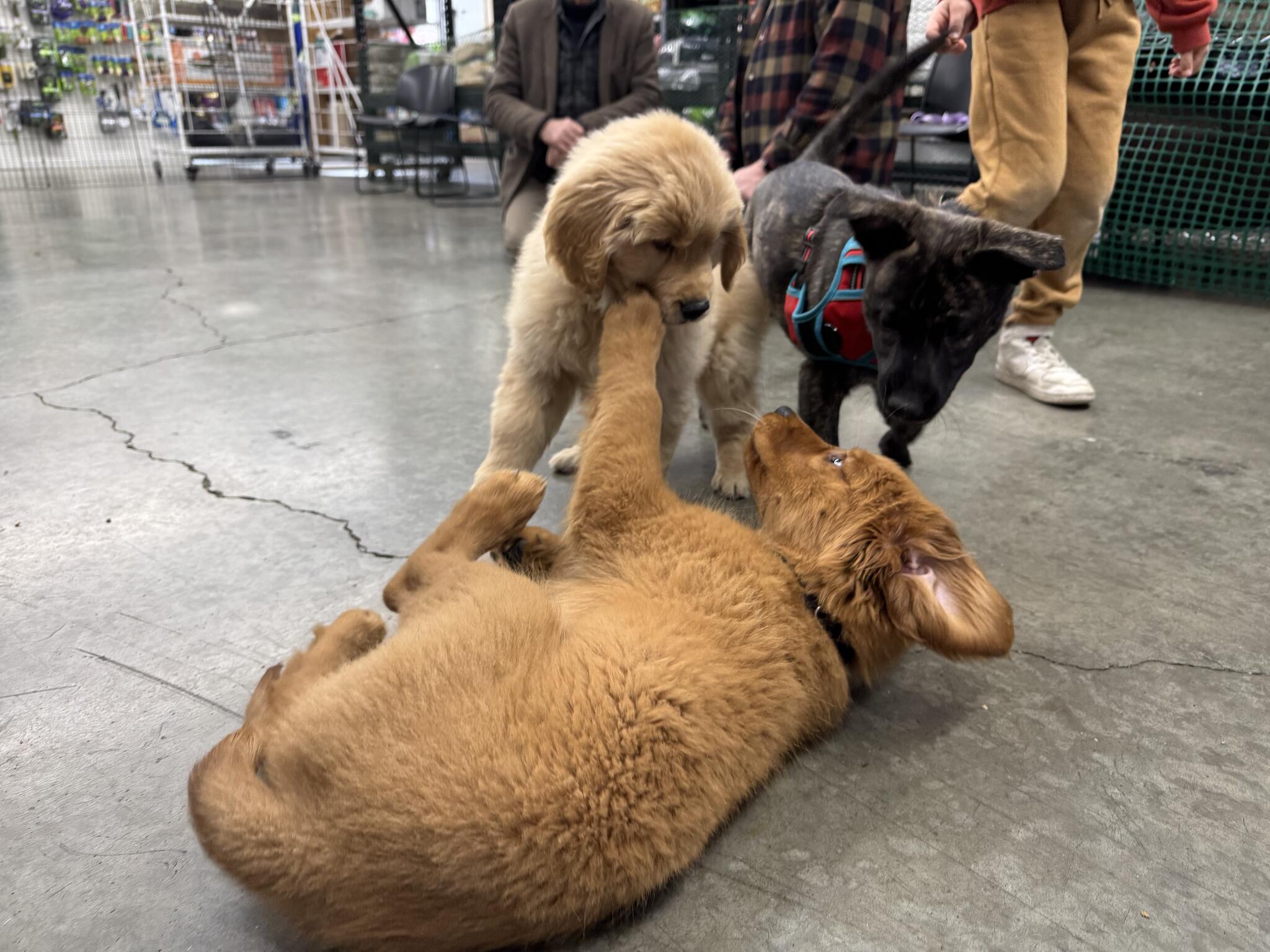 Sirius Puppy & Dog Training