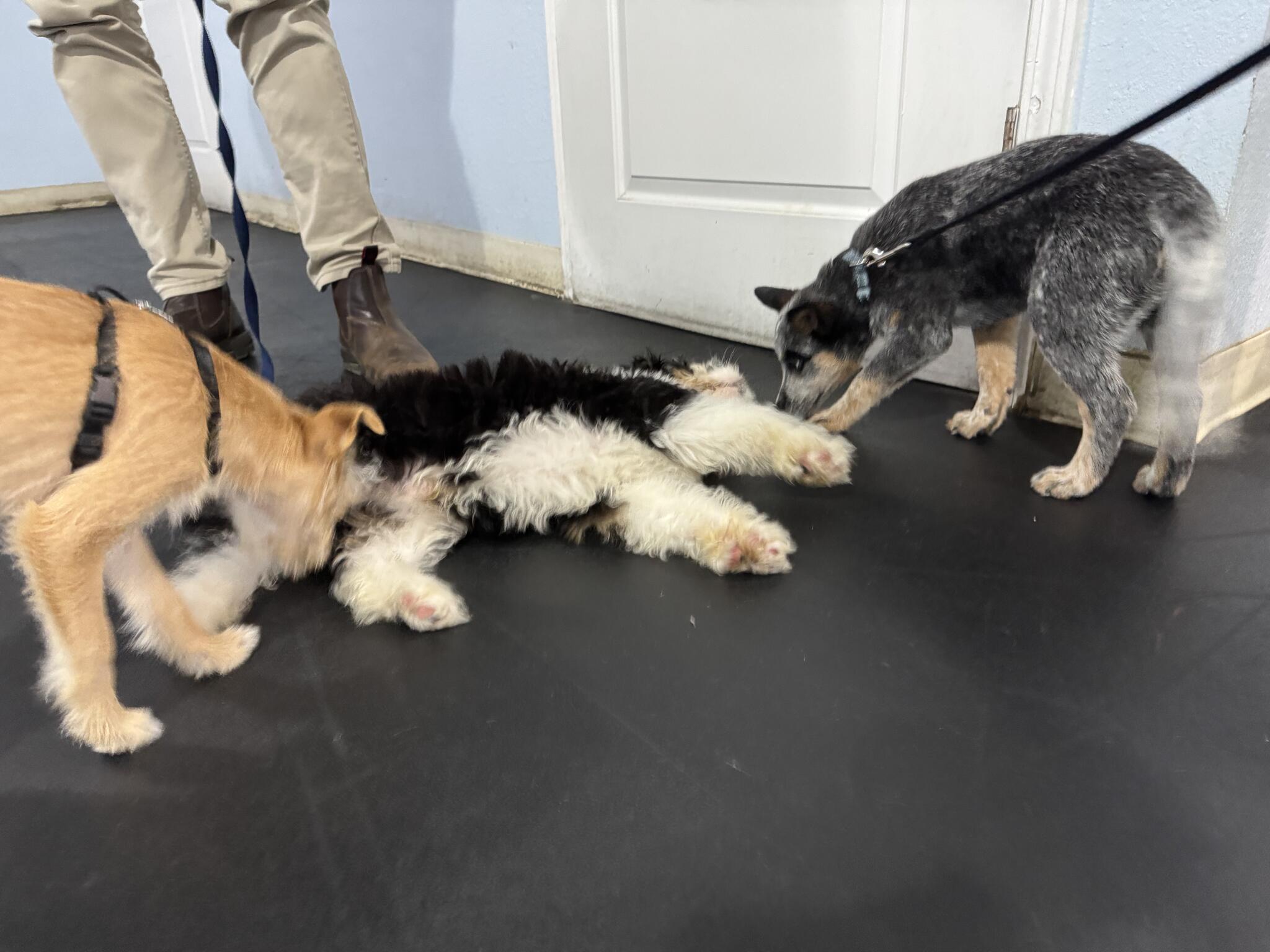 Sirius Puppy & Dog Training