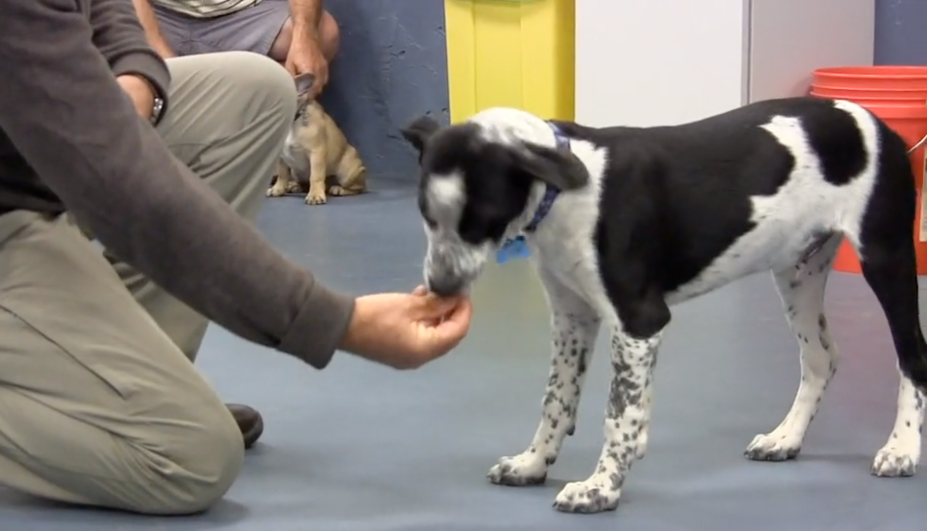 Sirius Puppy & Dog Training