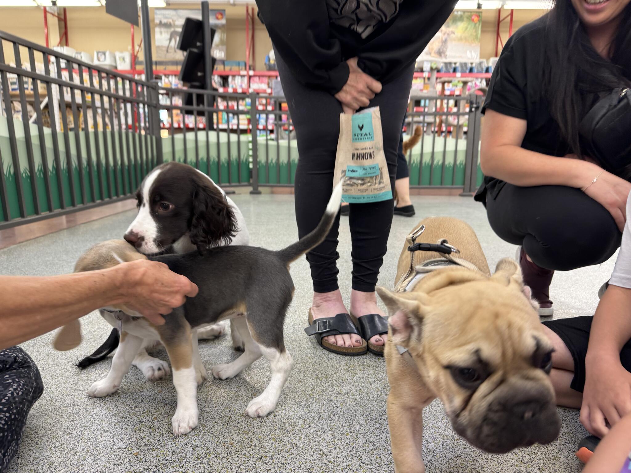 Sirius Puppy & Dog Training