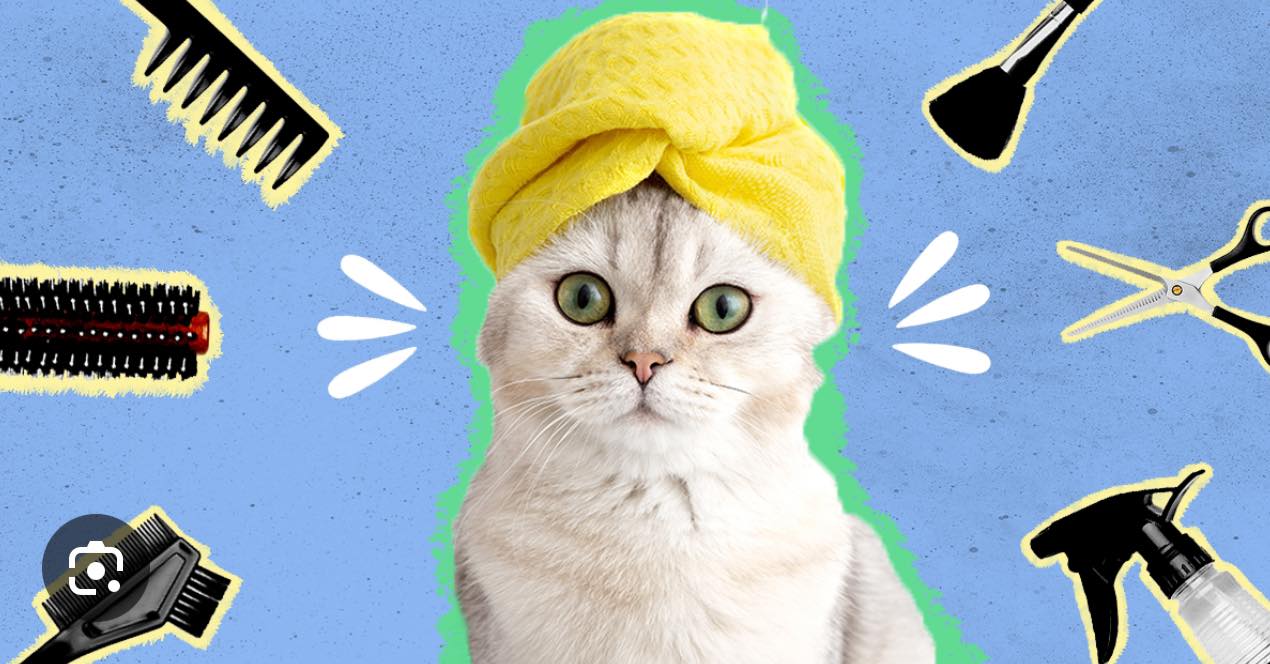 The BARK lounge Grooming Salon & Spa Sanger