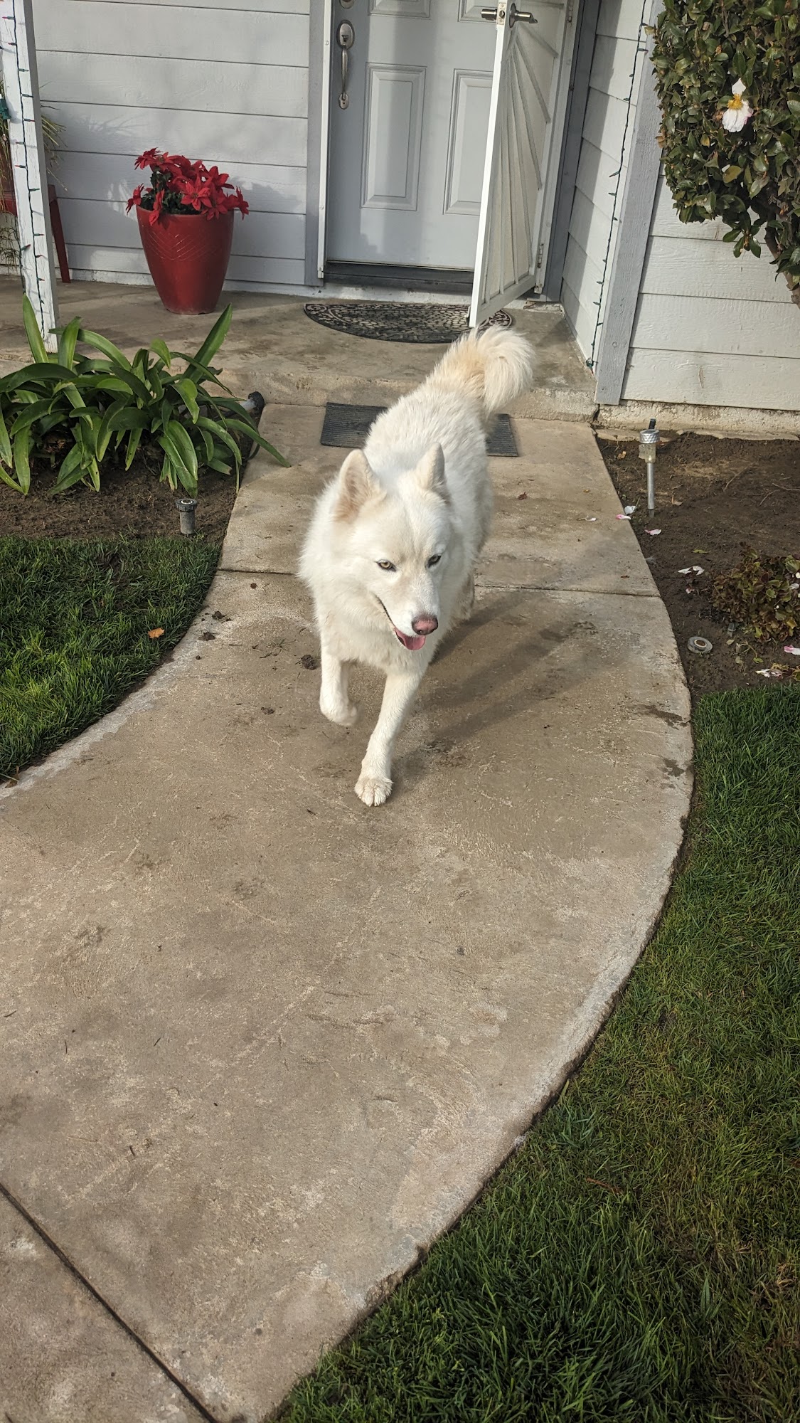 Sanger Animal Shelter Sanger