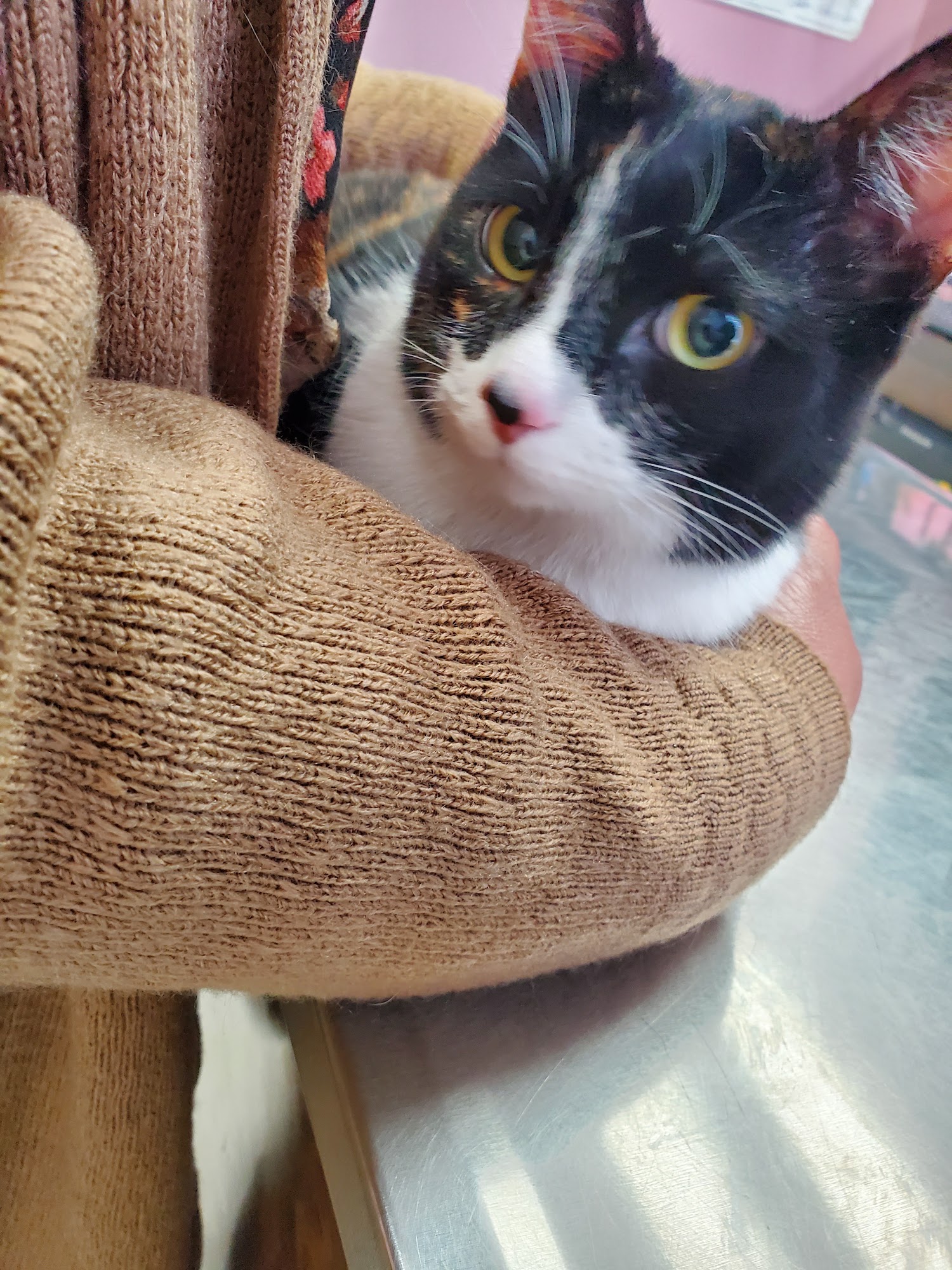 Santa Ana Veterinary Hospital Santa Ana