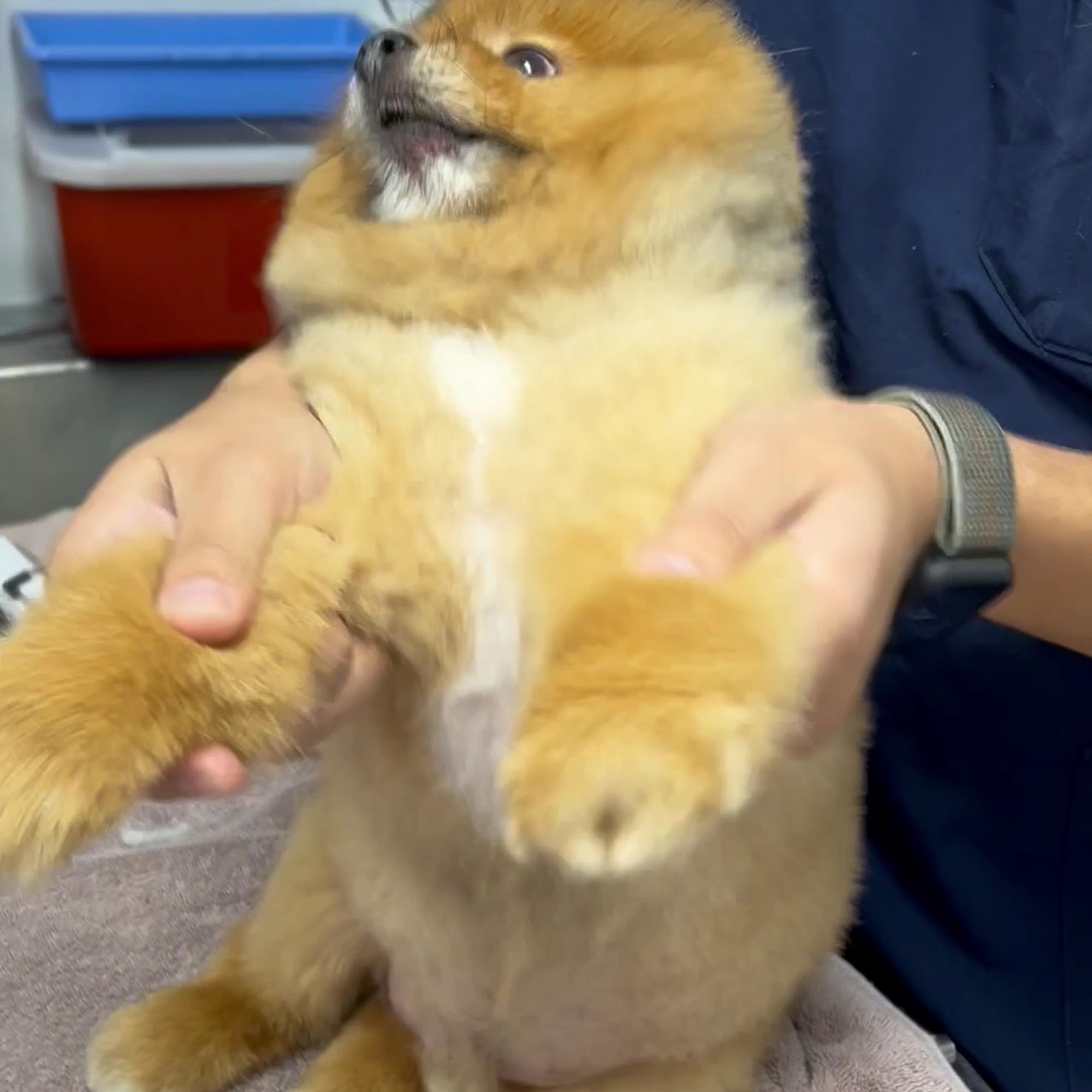 South Coast Pet Hospital Santa Ana