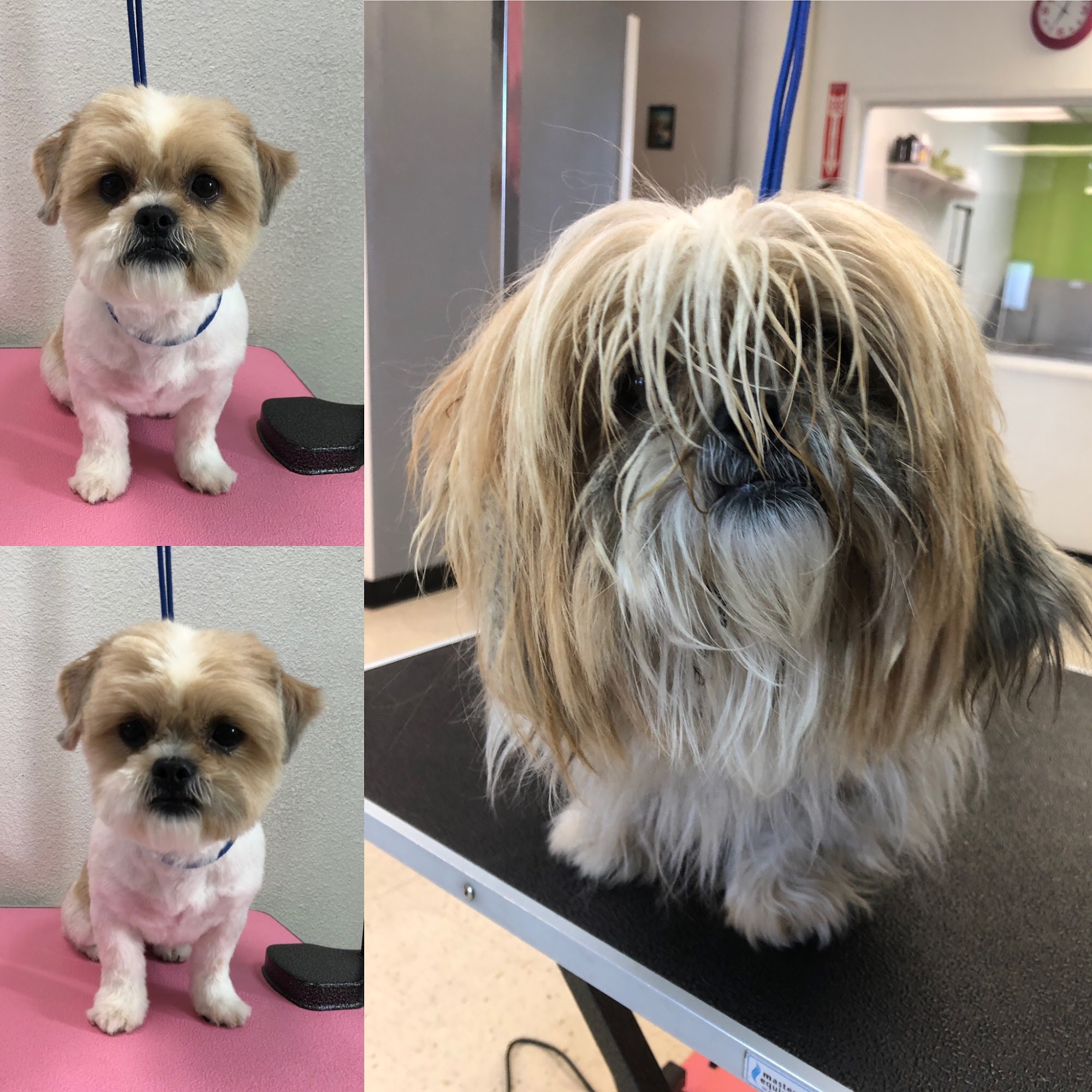 Tony's Pet Grooming Santa Ana