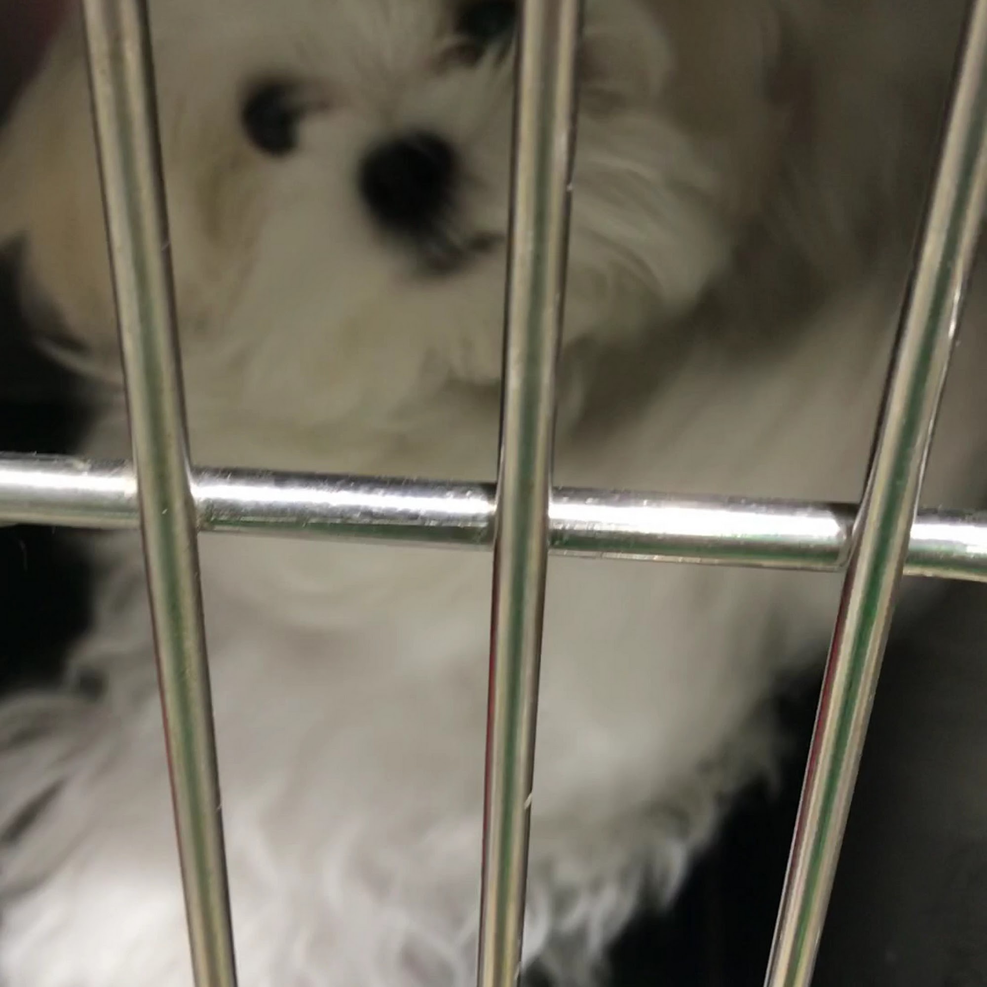 Alton Main Animal Hospital Santa Ana