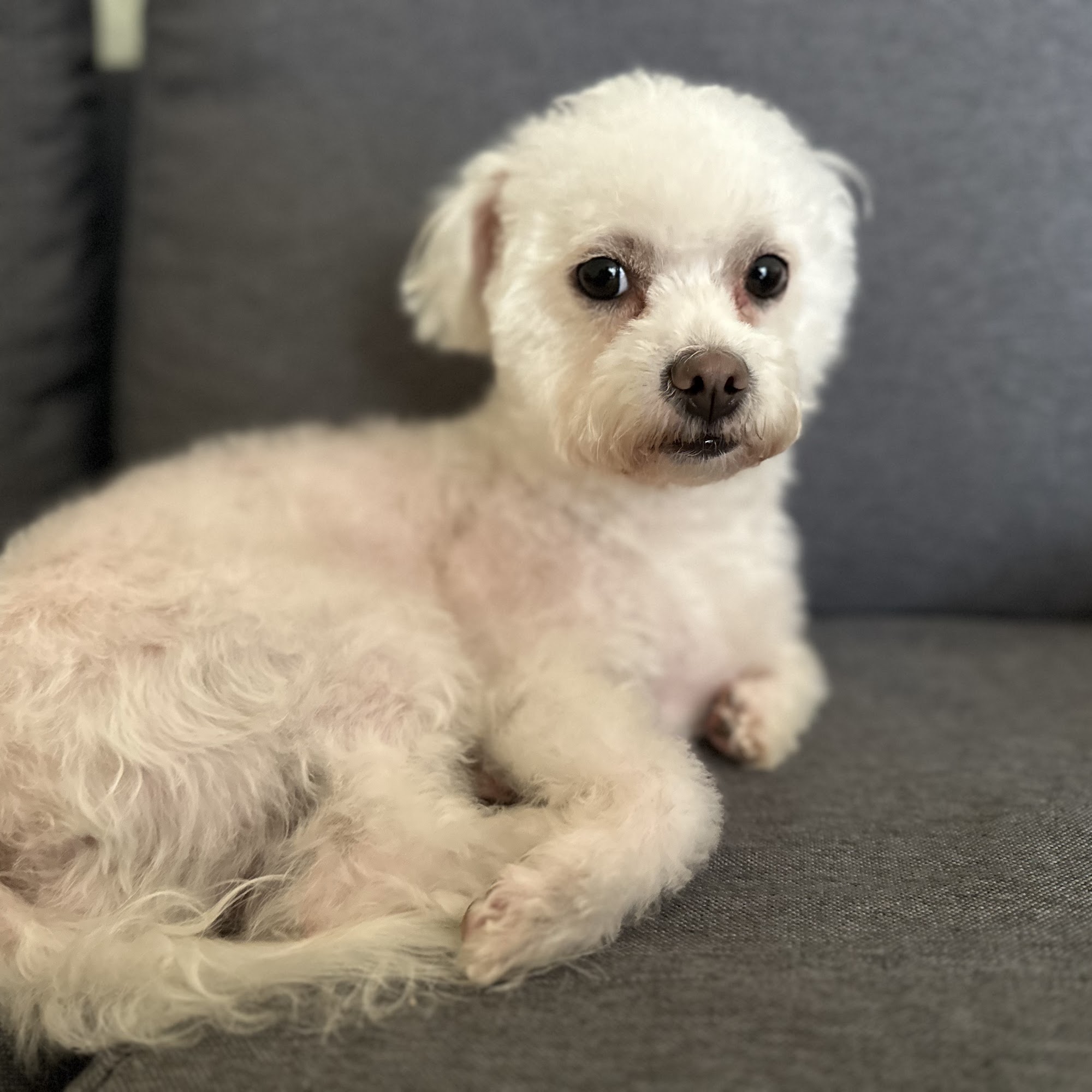 Sweet Paws Pet Grooming Santa Ana