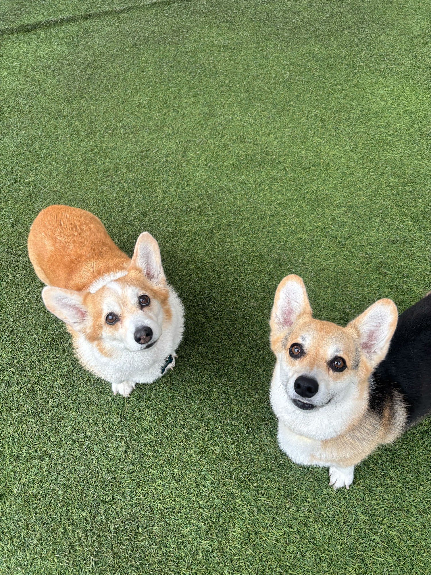 House of Woof Santa Ana