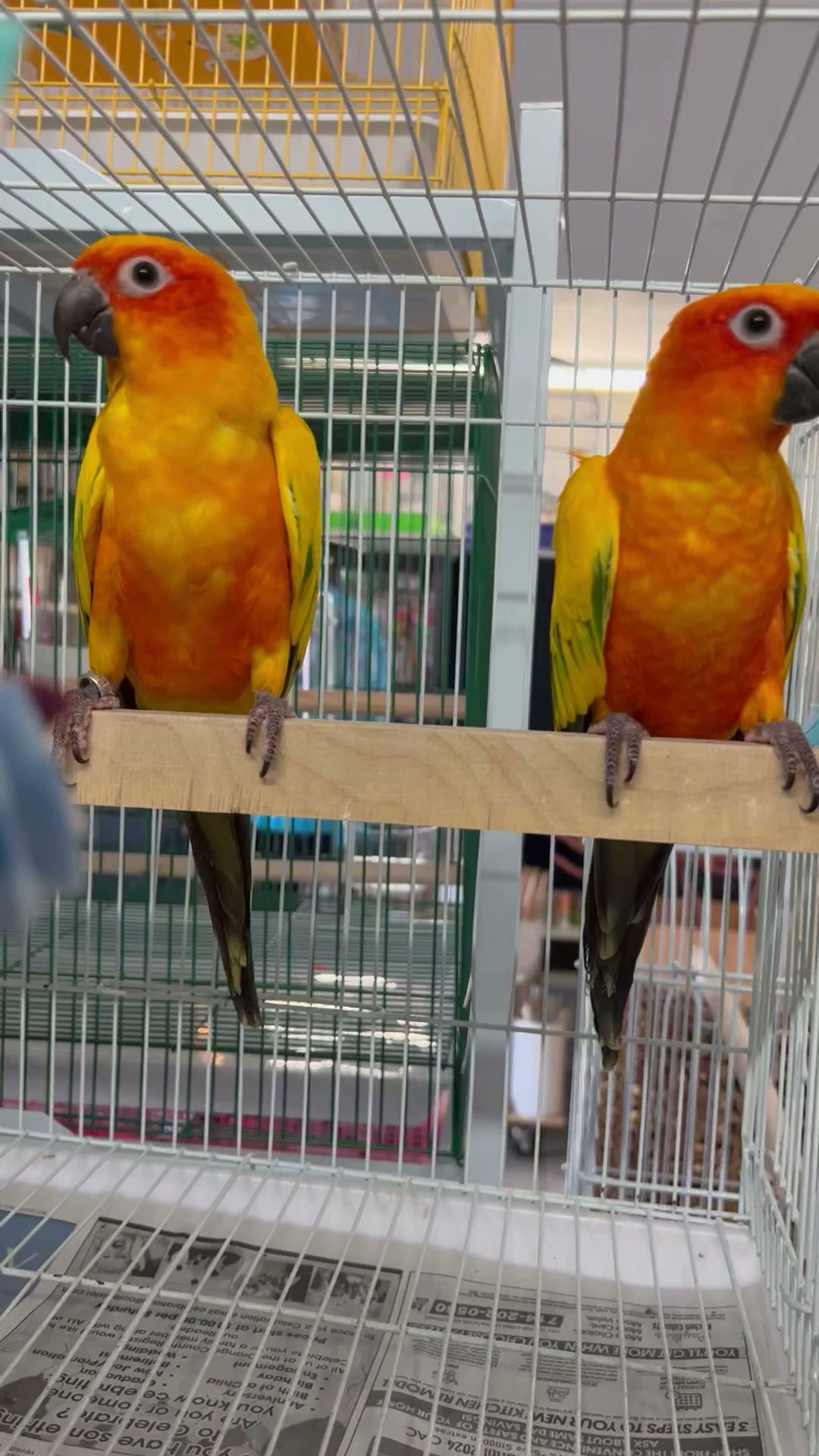 Figueroa Pets Supplies Santa Ana