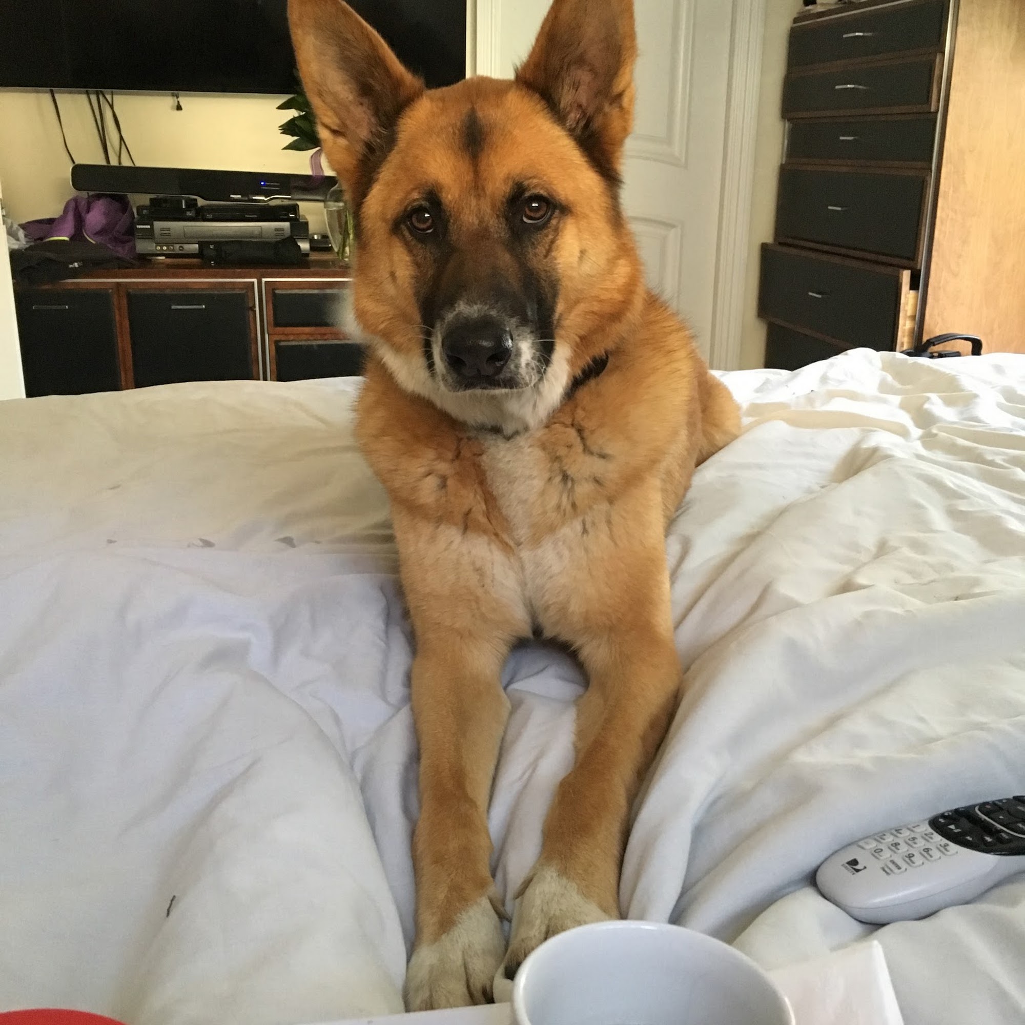 St Francis Pet Clinic Santa Barbara