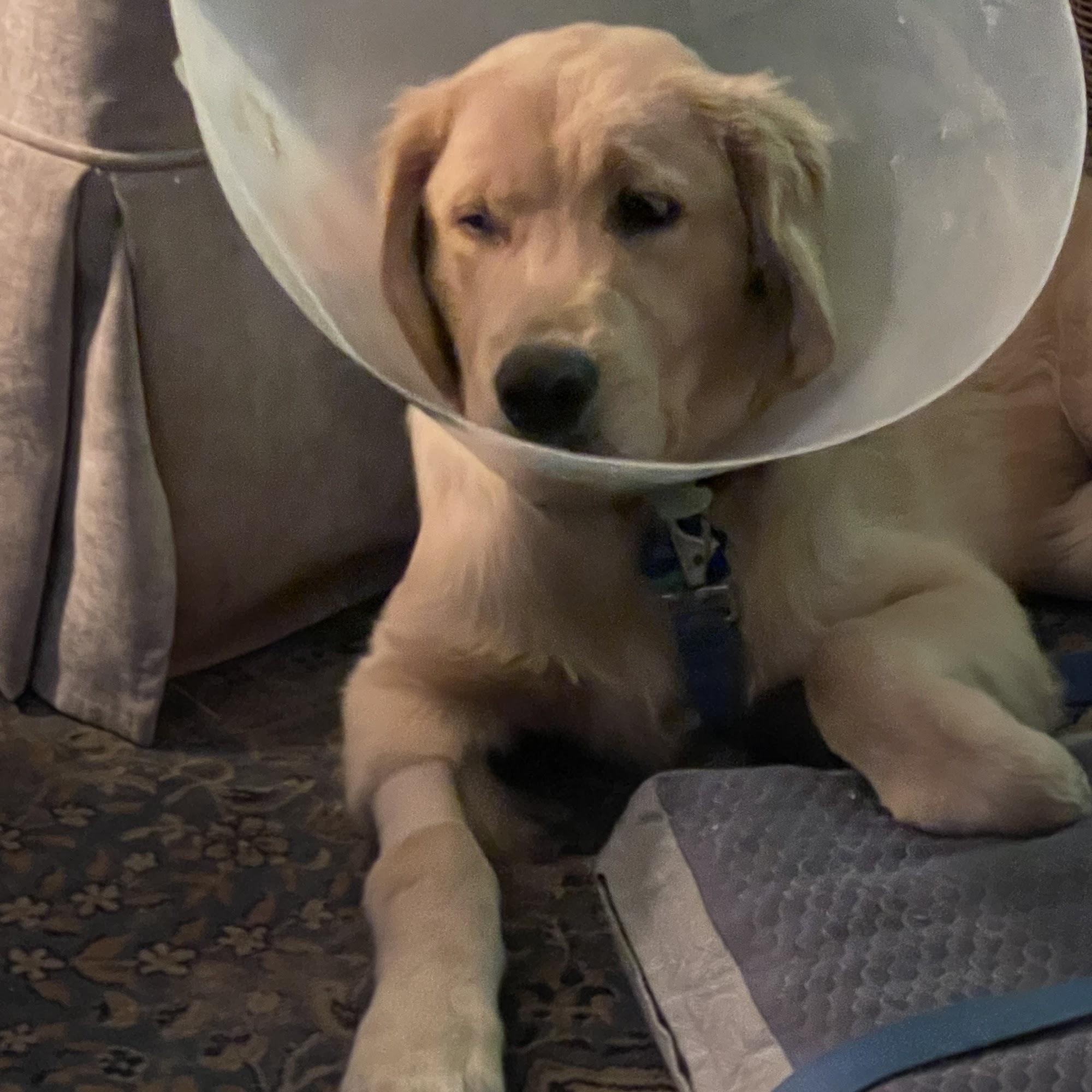 Advanced Veterinary Specialists Santa Barbara