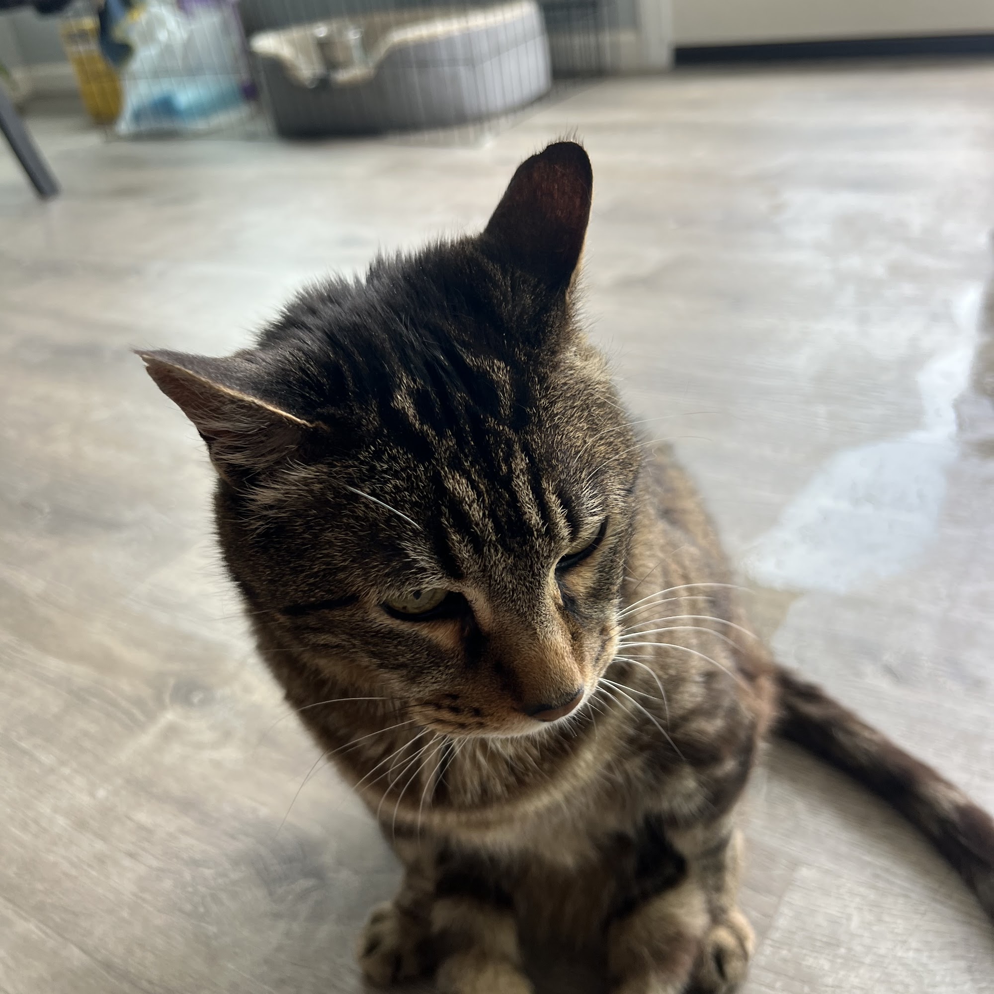 Cat Doctors Santa Barbara