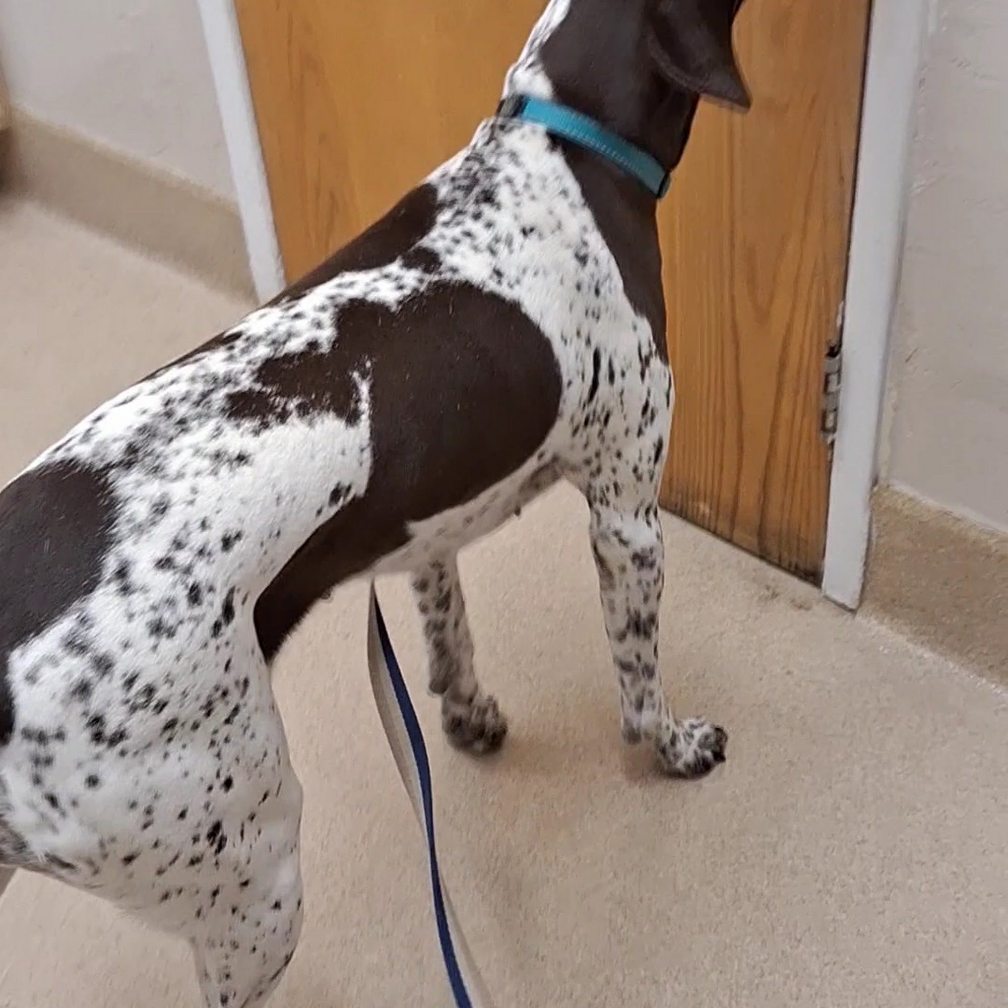 San Roque Pet Hospital Santa Barbara