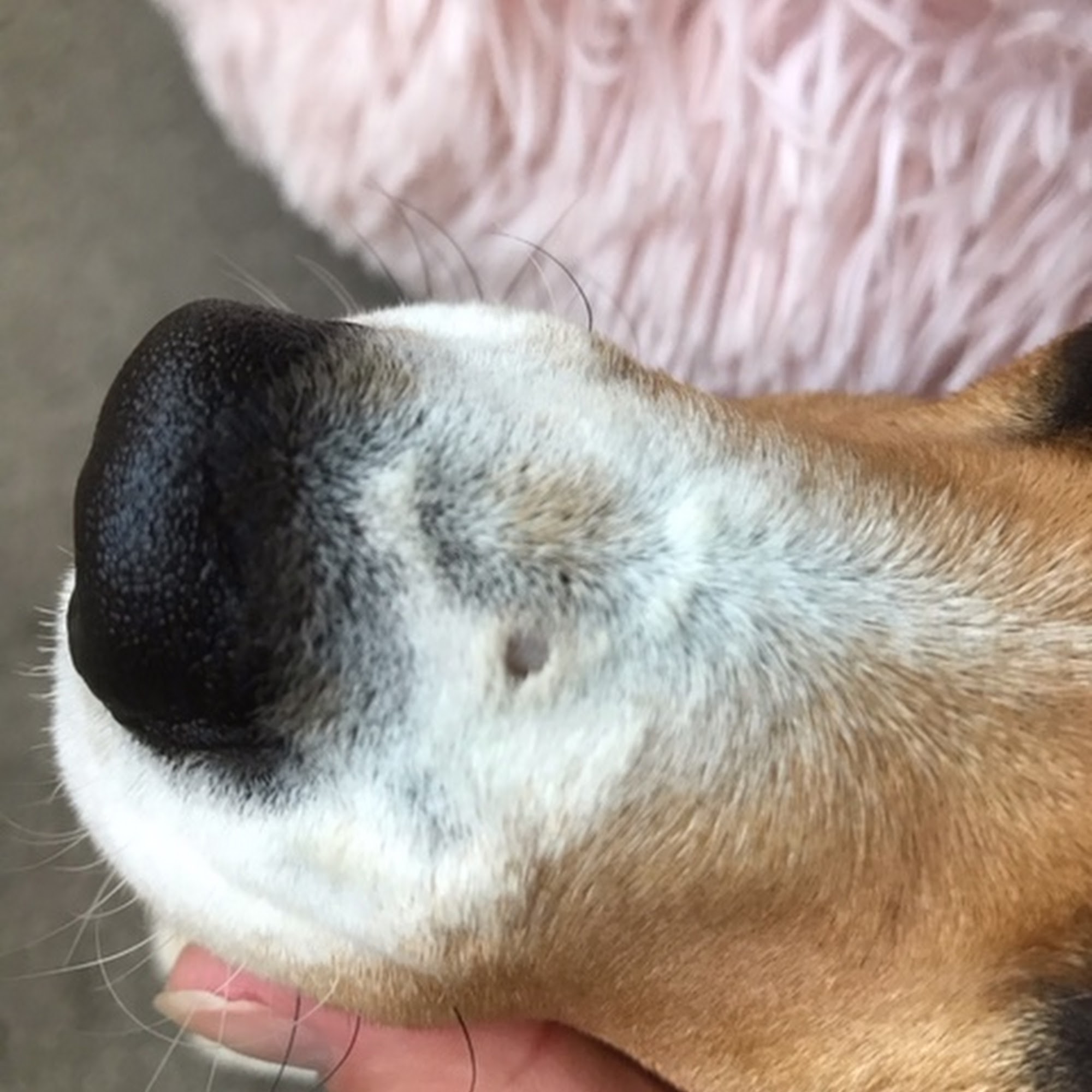 Greek Jean DVM Santa Barbara