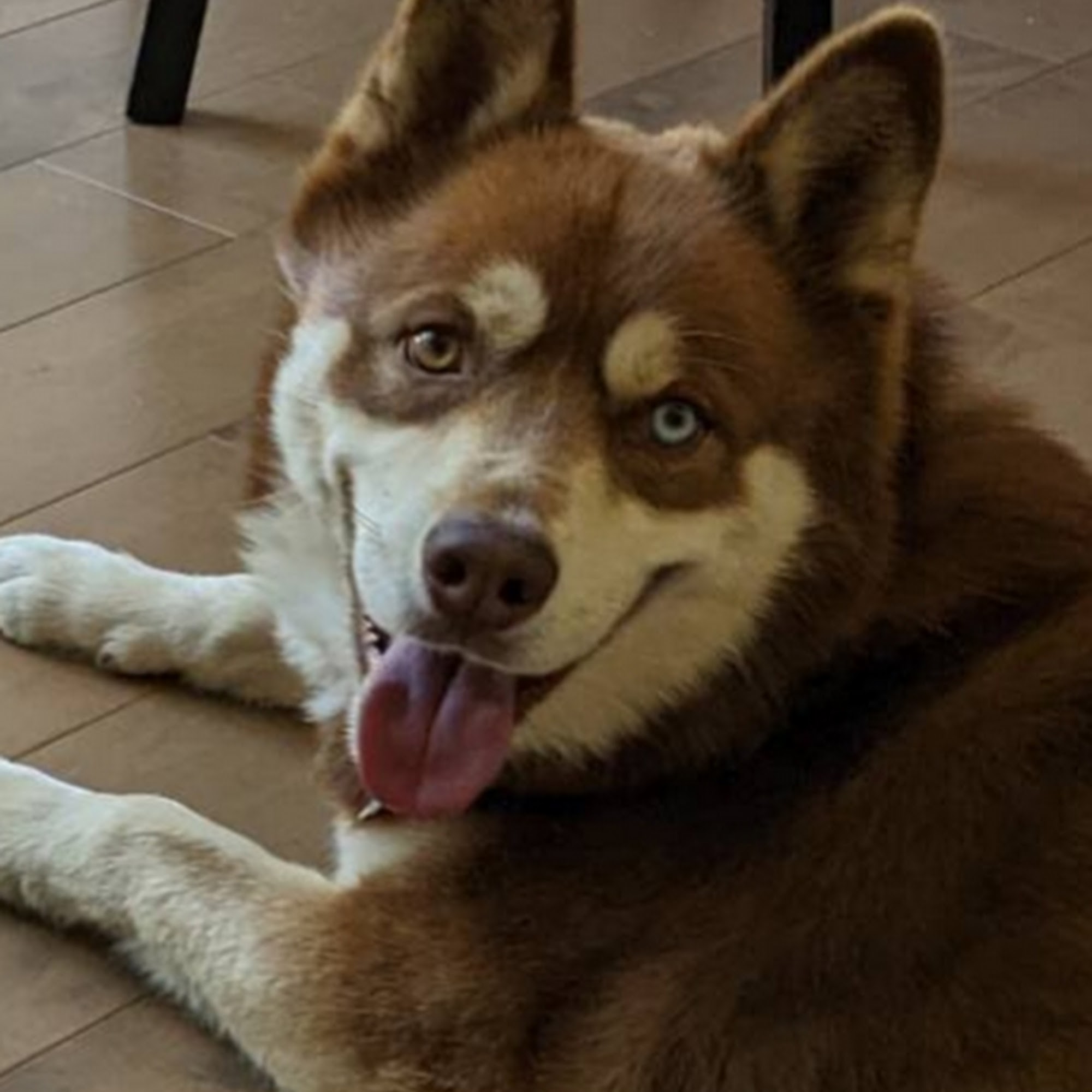 Camp Canine Santa Barbara Santa Barbara