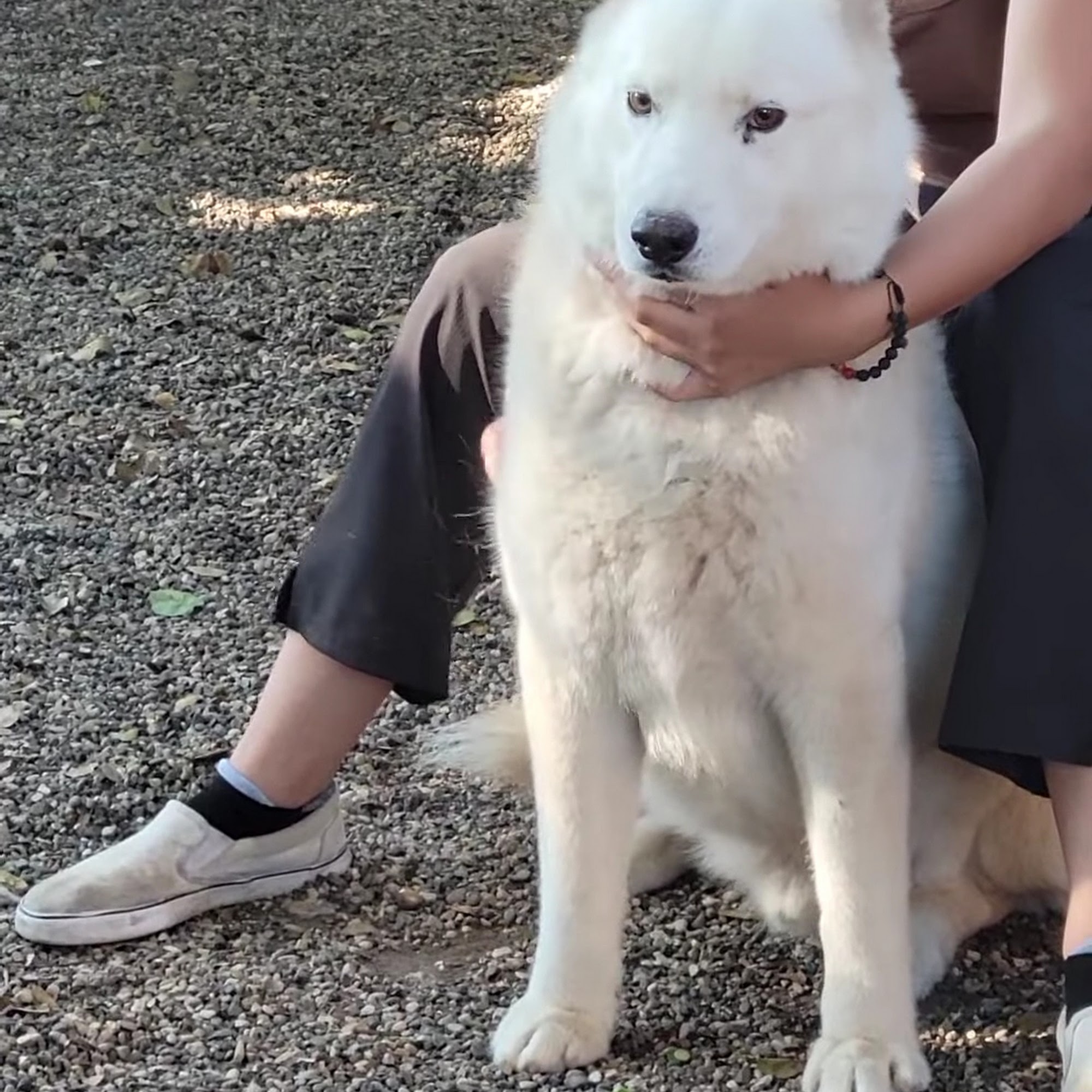 County of Santa Barbara Animal Services Santa Barbara