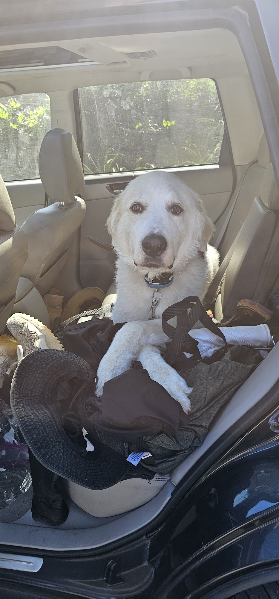 DOGGY BOOT CAMP-Santa Barbara Santa Barbara