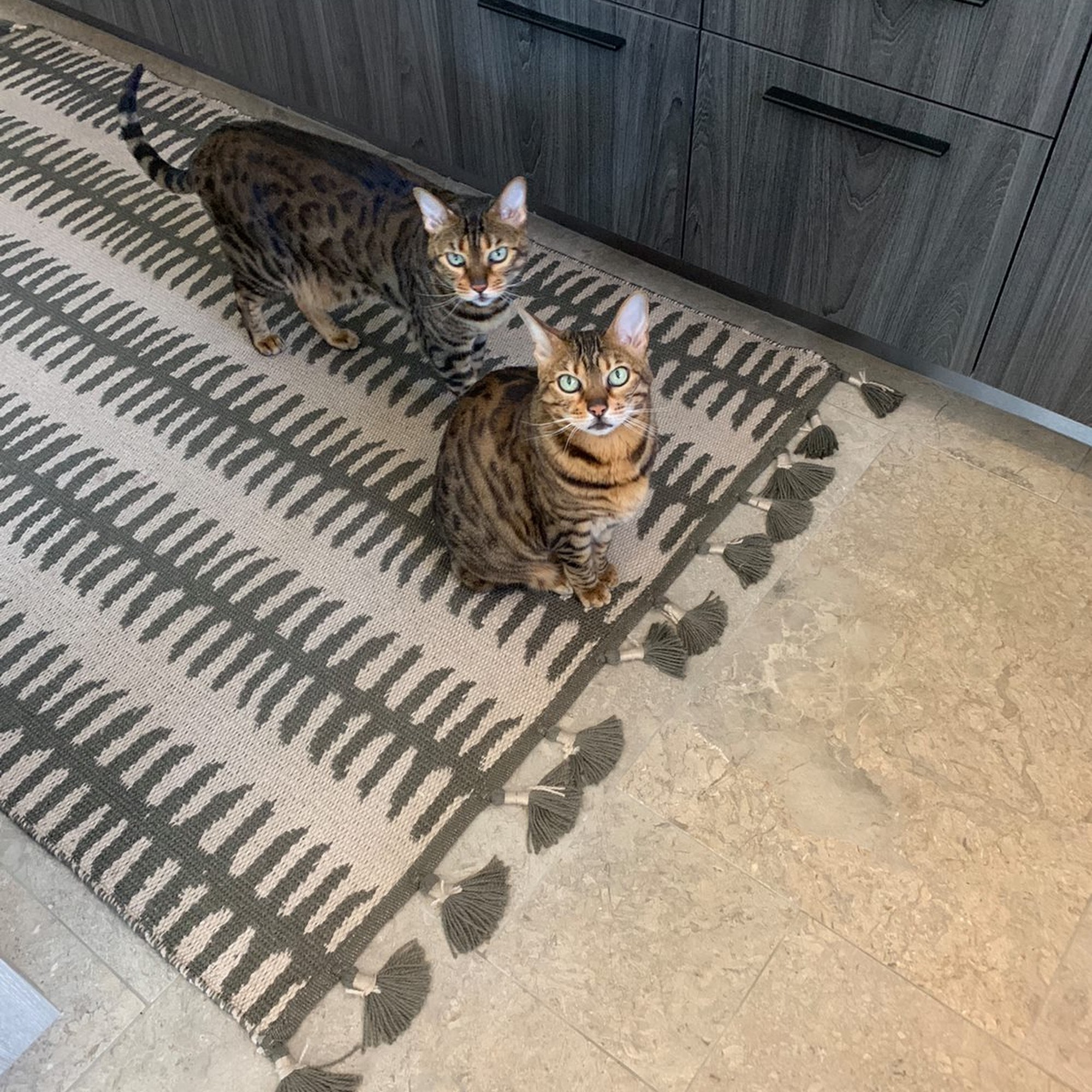 PamperPet - Pet Concierge Santa Barbara