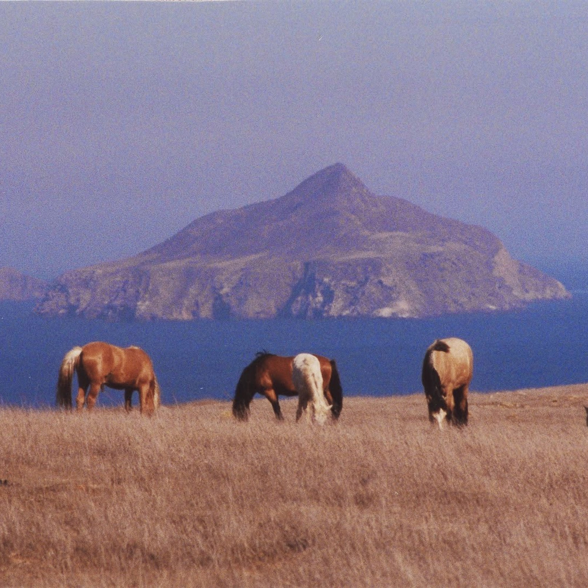 Santa Barbara Equine Practice, Karen Blumenshine DVM Santa Barbara