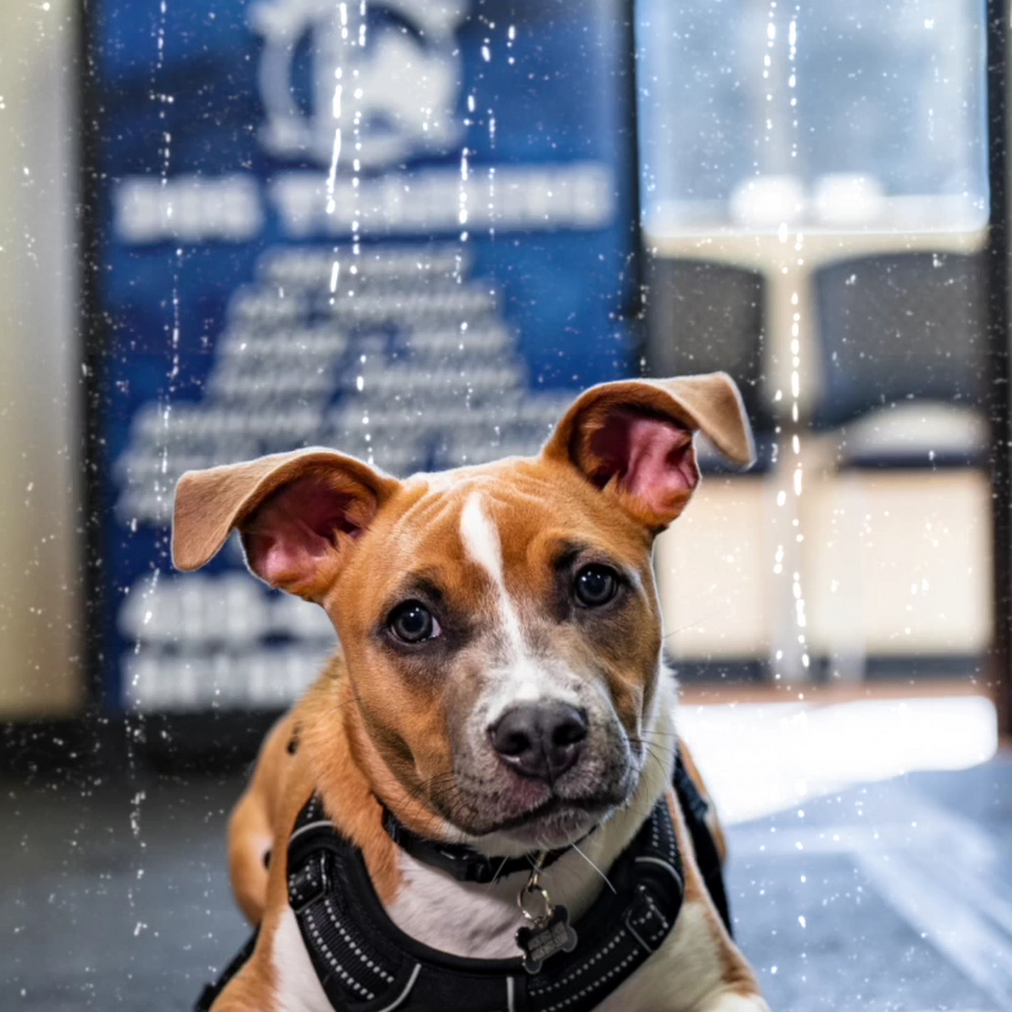 Bay Area K9 Association Santa Clara