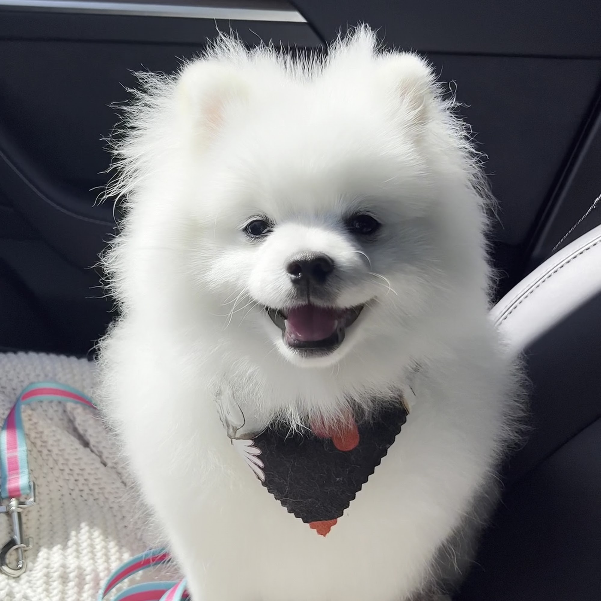 The Tails In The City Santa Clara