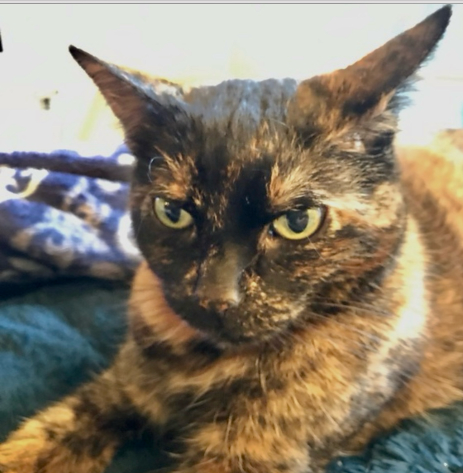 Good Grief Pet Care Santa Clara